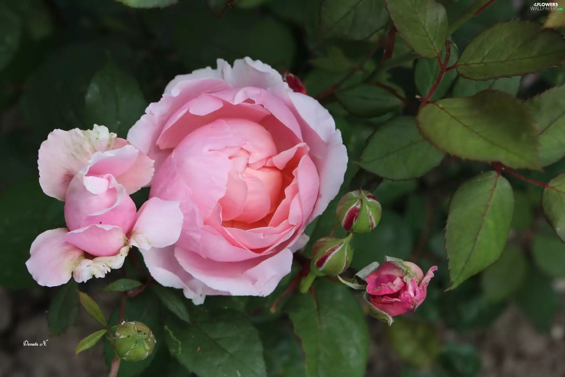 roses, Buds, Leaf, Pink