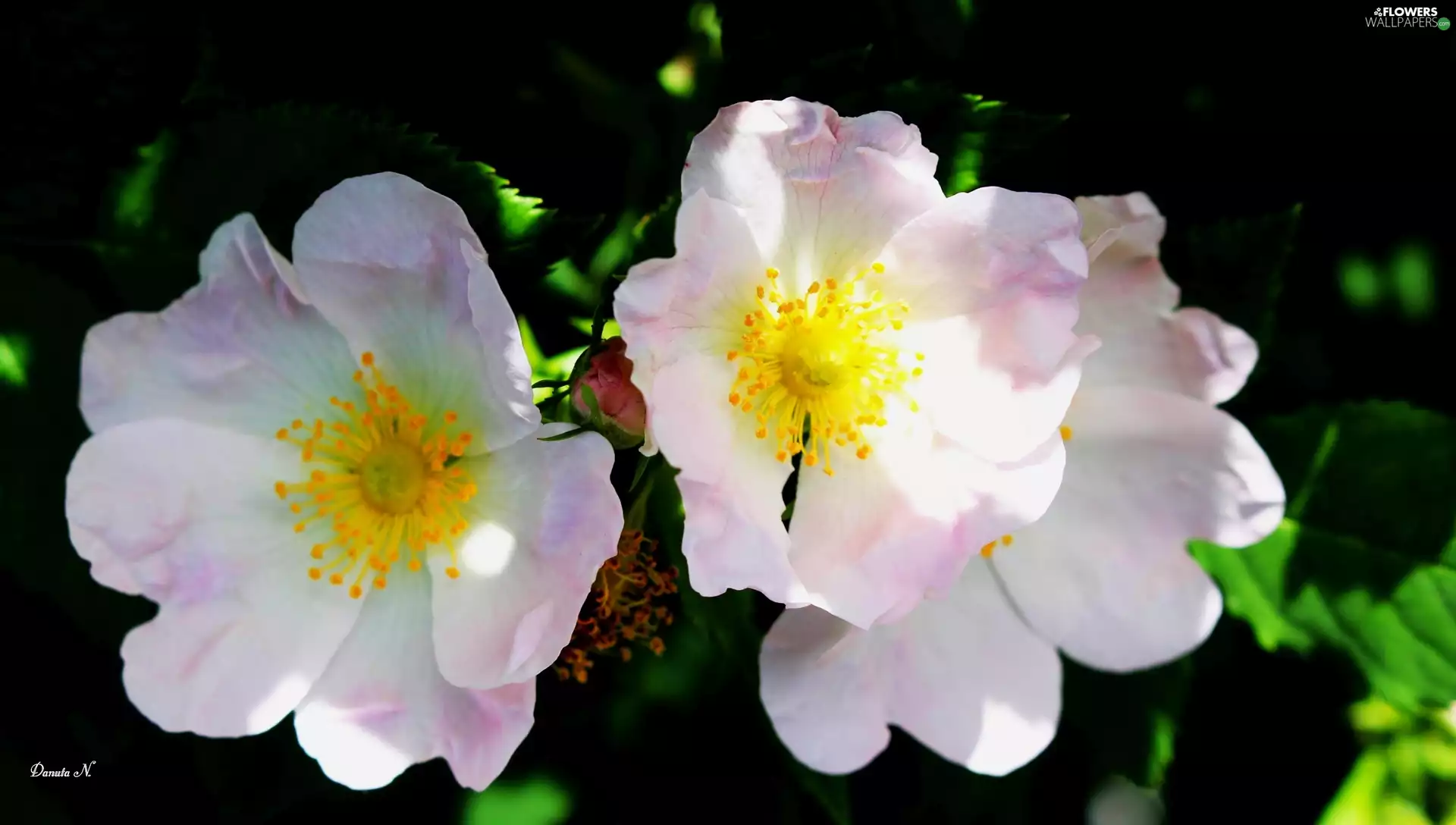 roses, developed, Leaf, Pink