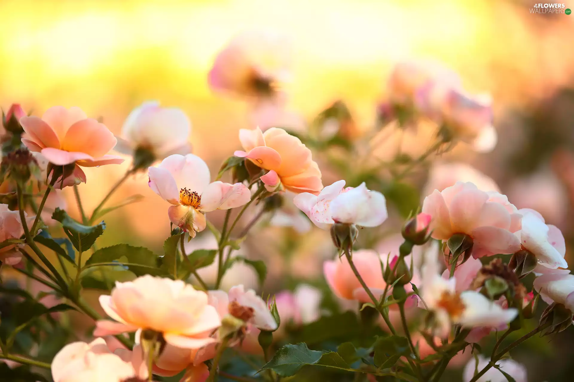 roses, Flowers, rapprochement, Pink