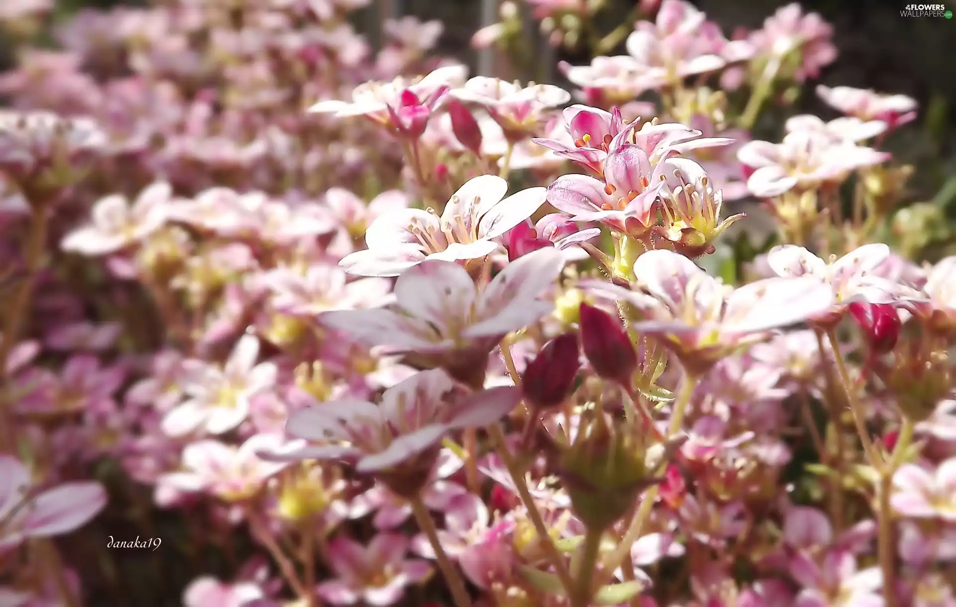 Pink, Saxifrage