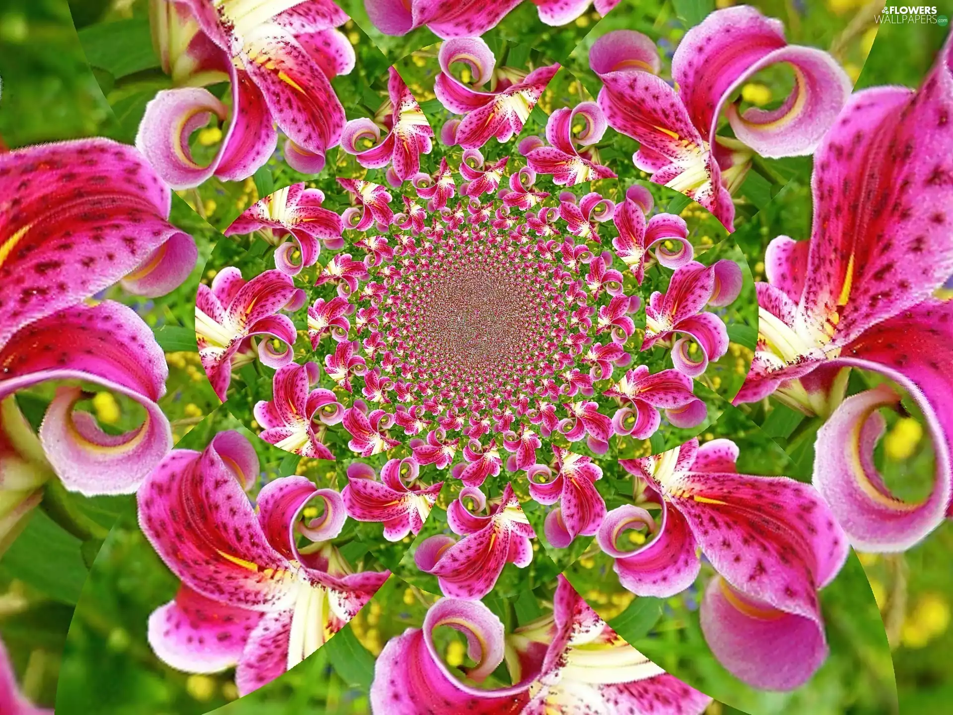 spiral, lilies, graphics, Pink