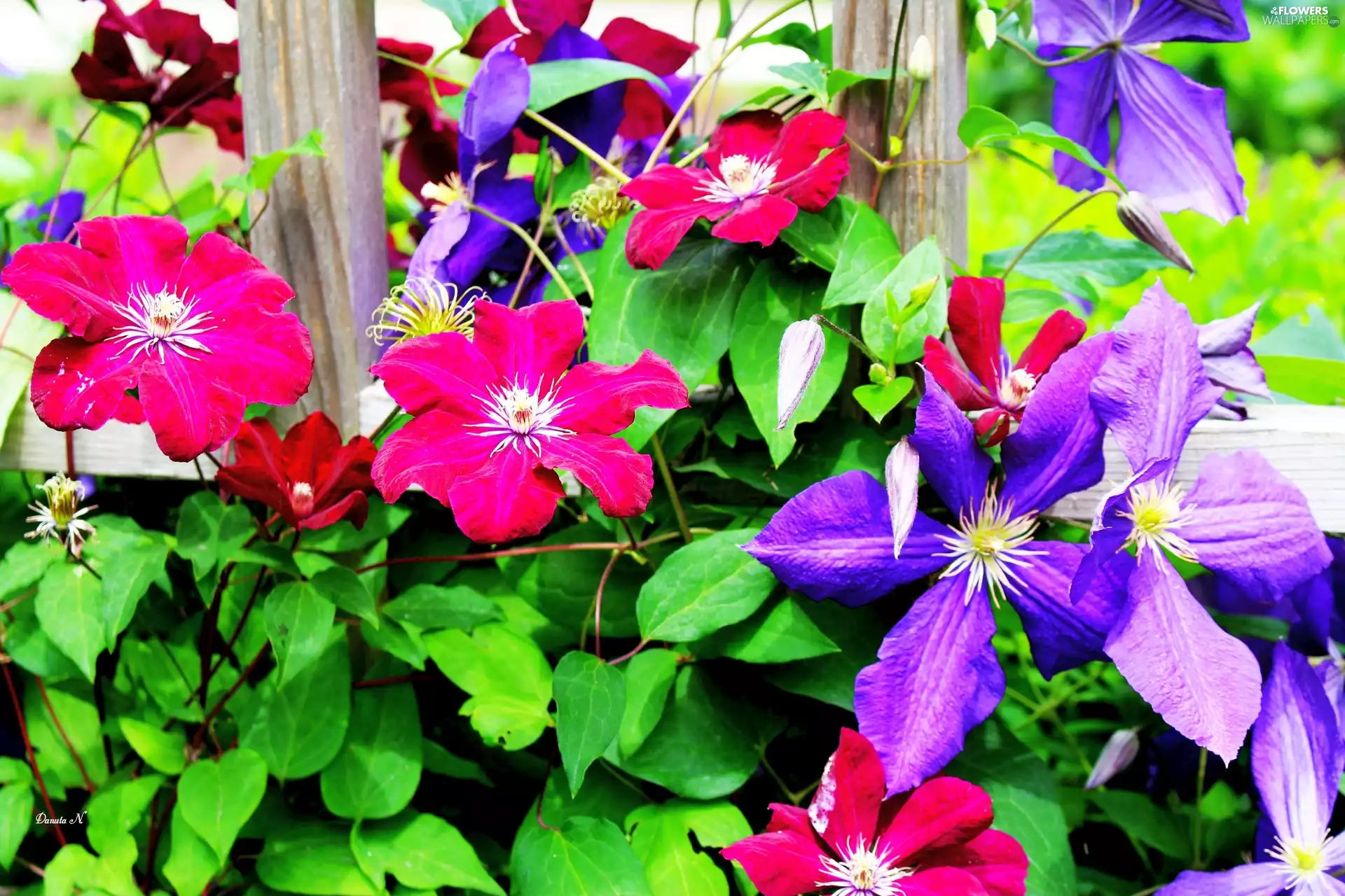 Leaf, Violet, summer, Pink, Clematis, Fance, Garden
