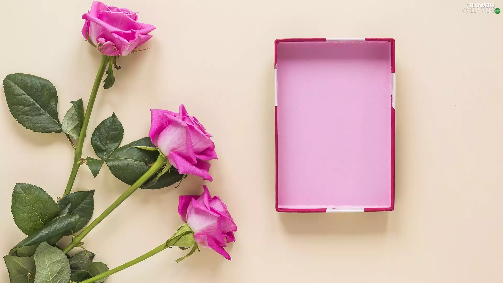 Three, roses, Box, Pink