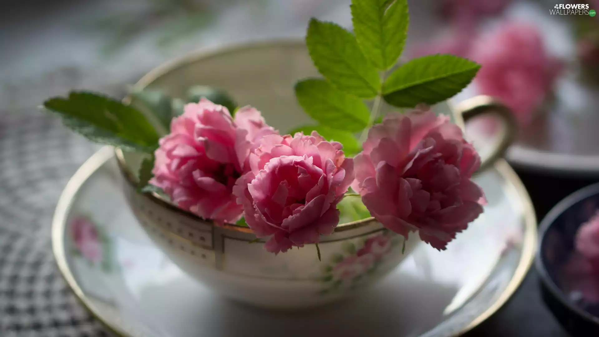 Three, roses, cup, Pink