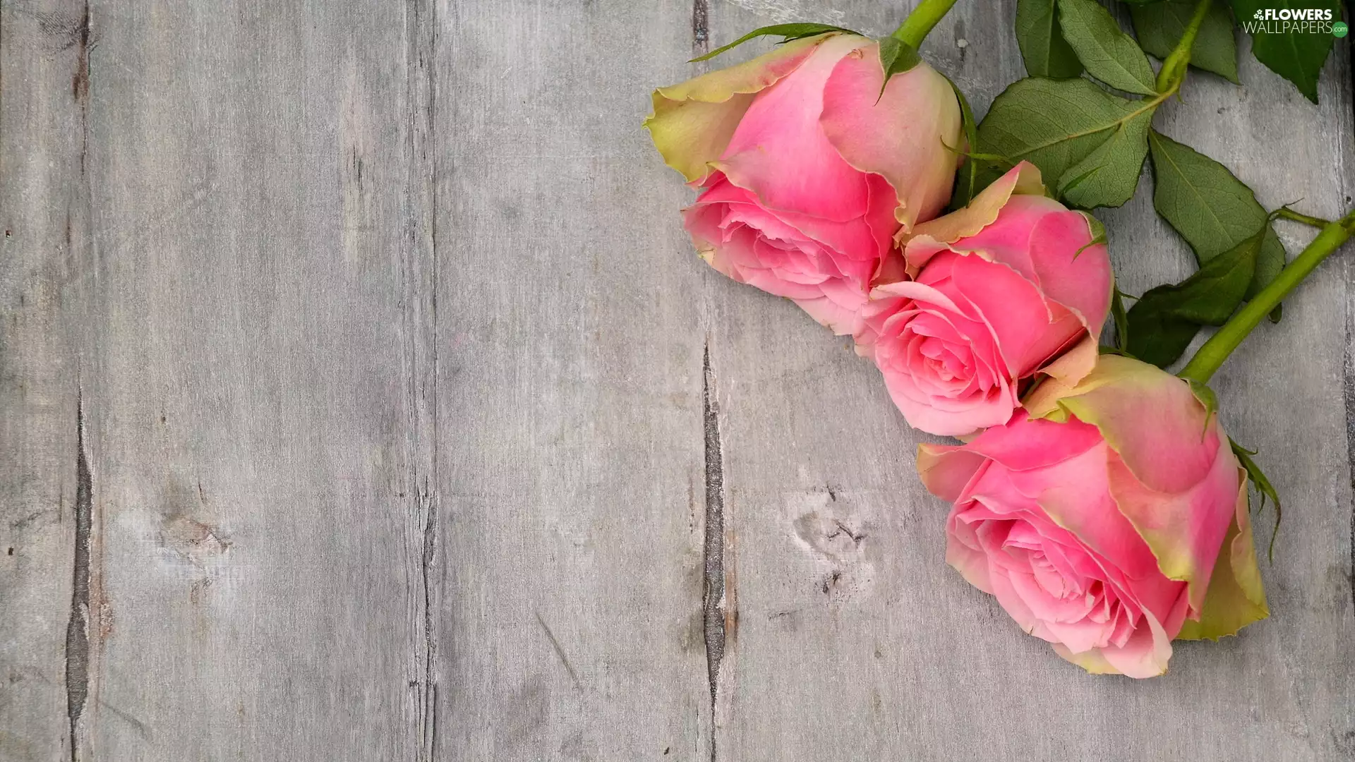Three, roses, Wood, Pink