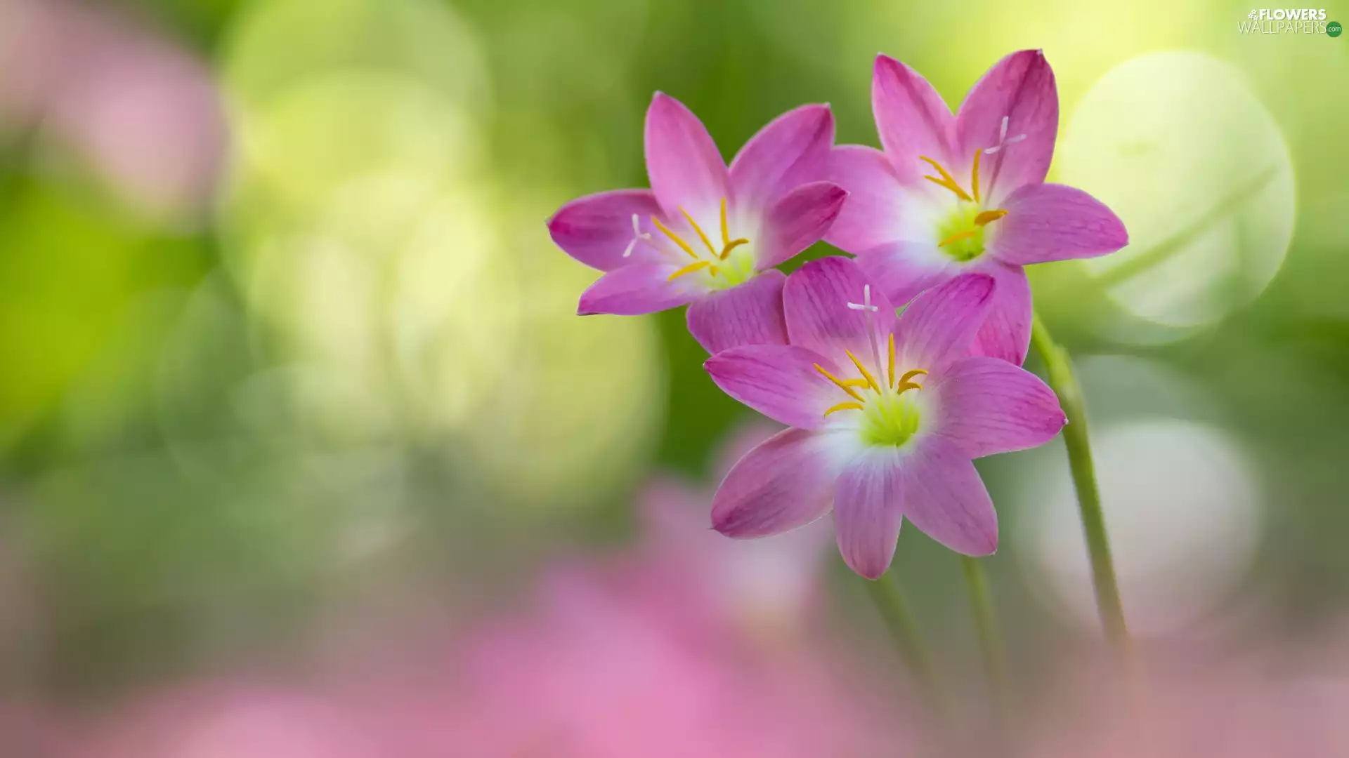 Three, Flowers, Zefiranty, Pink