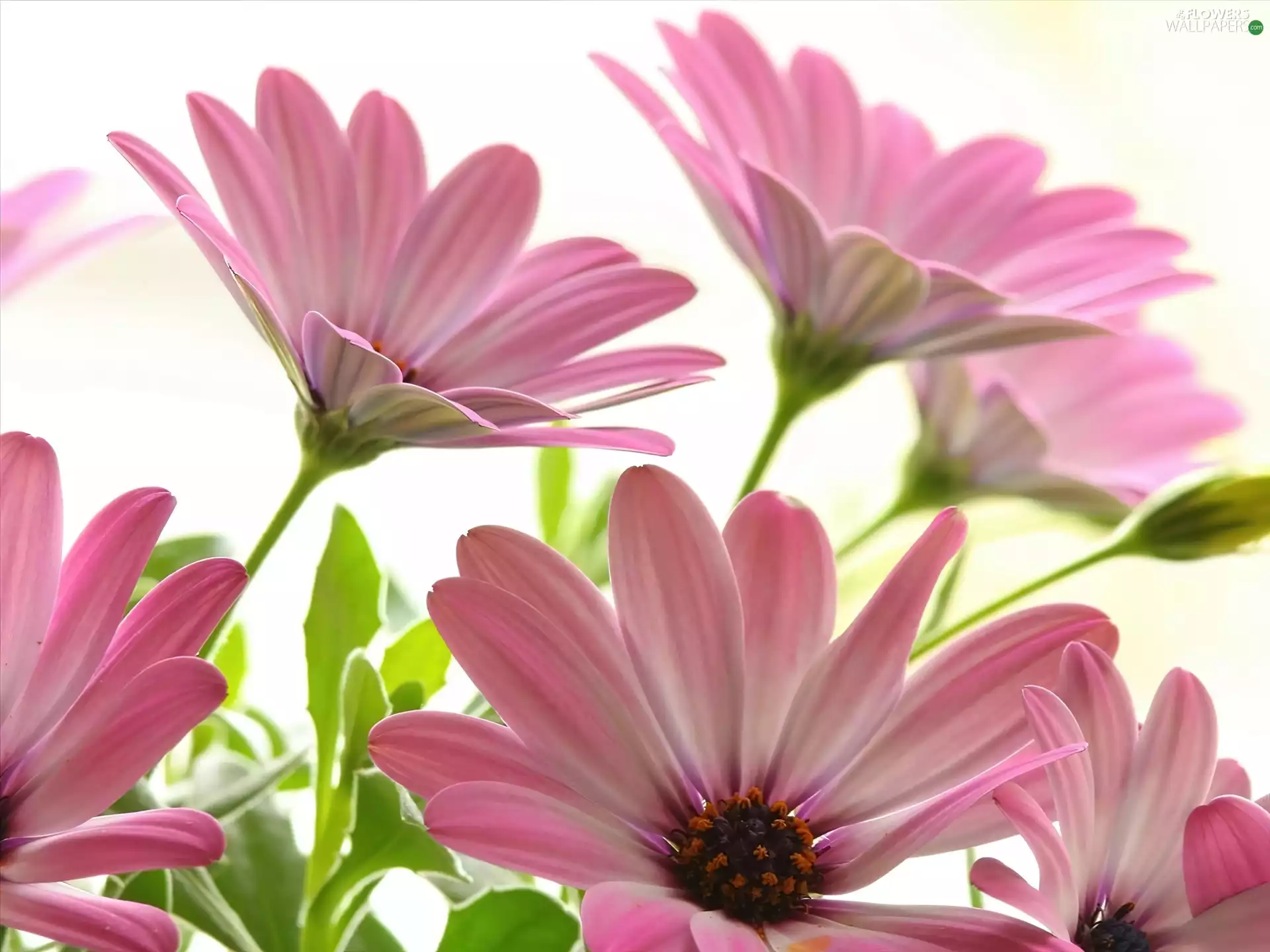 pink, gerberas, tinge