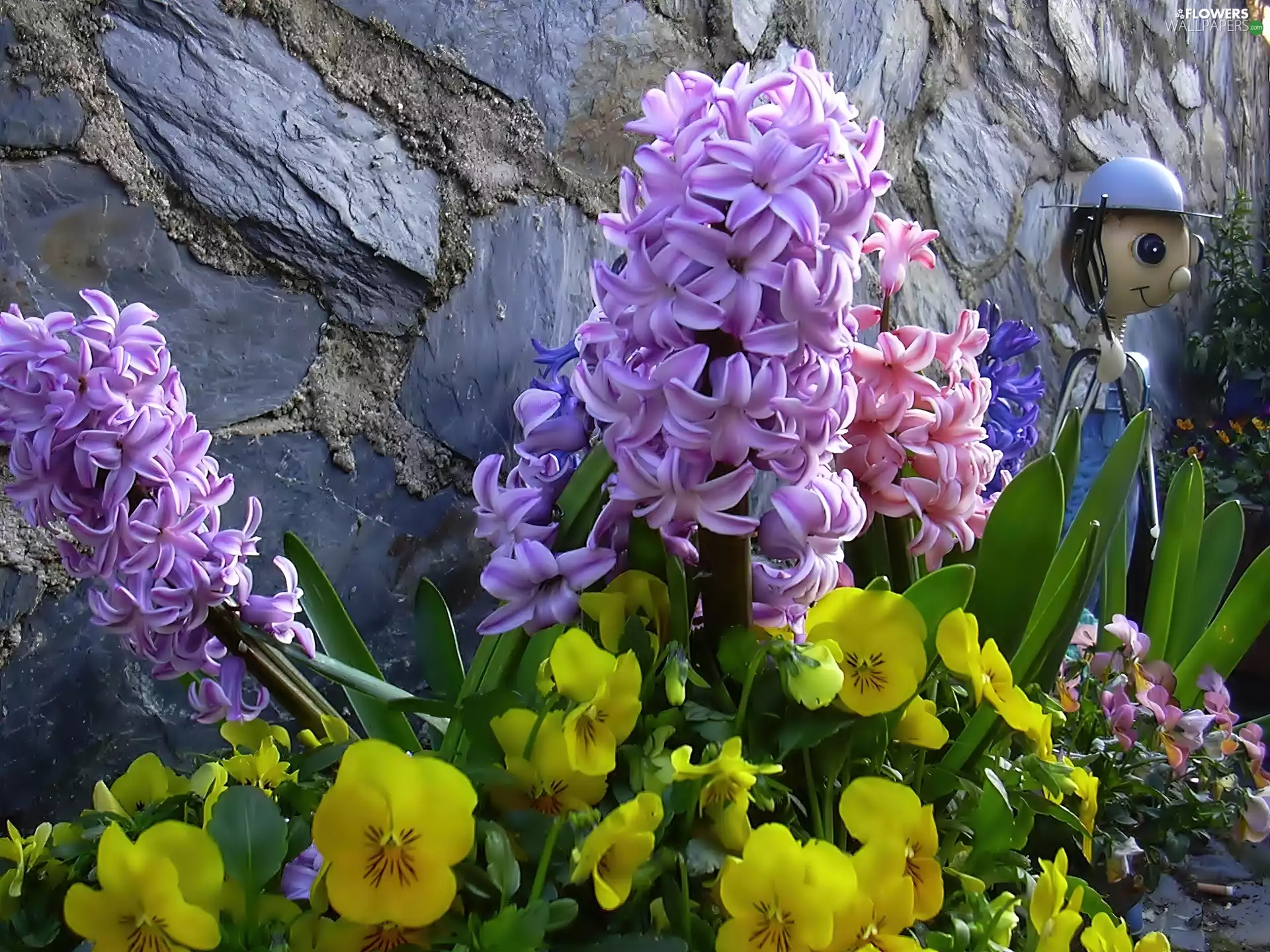 Stones, Yellow, toy, pansies, Hyacinths, Garden, Spring, Pink