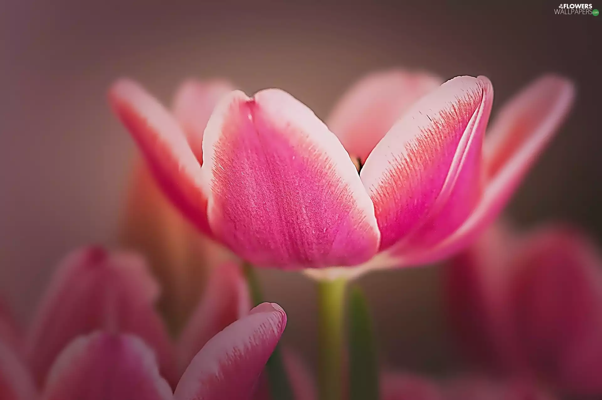 Pink, tulip