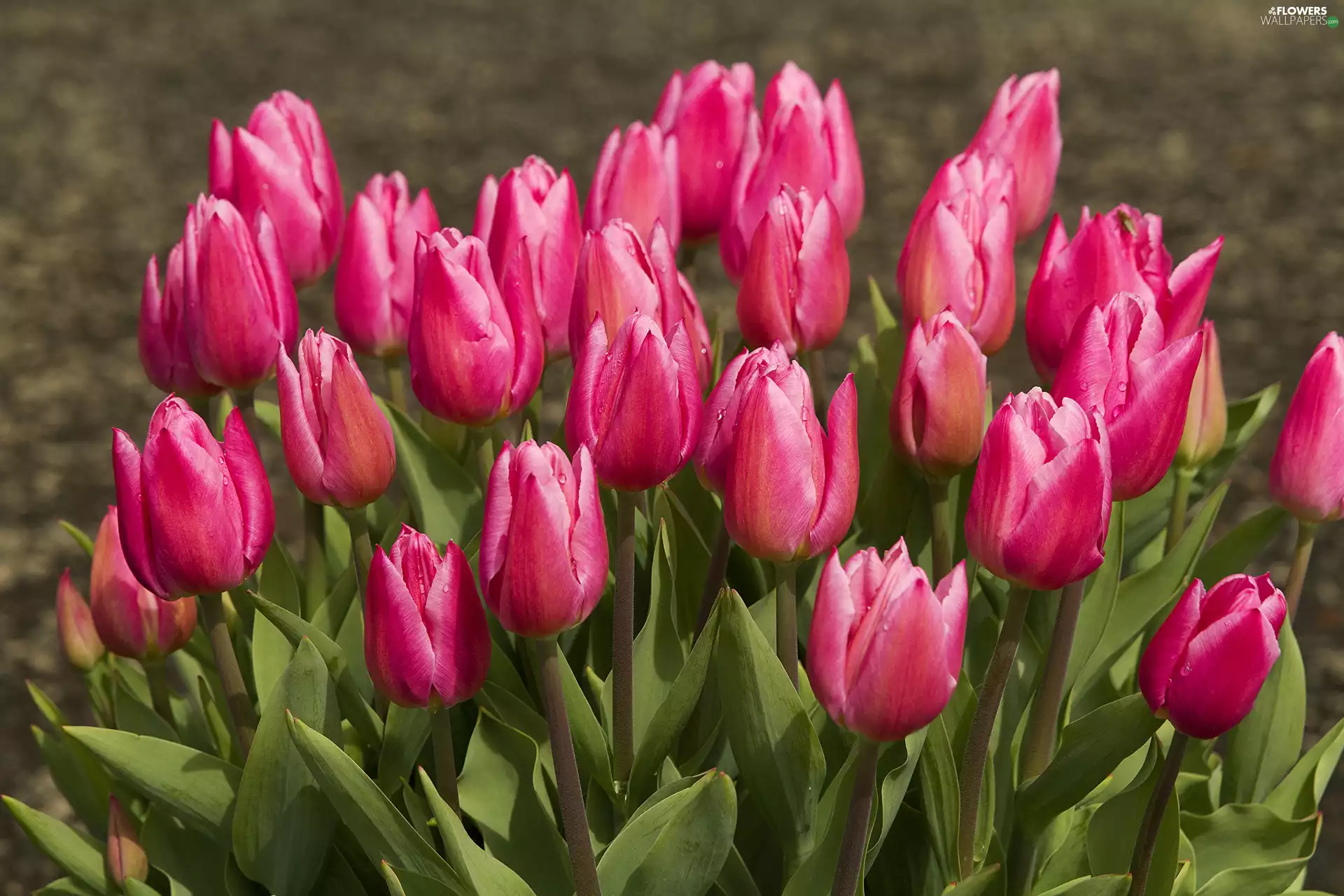 Tulips, Pink