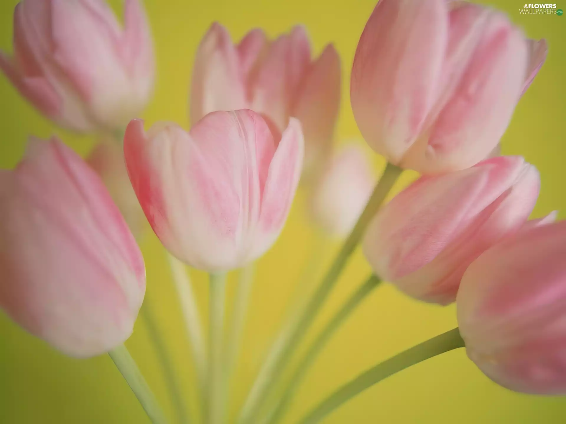 Pink tulips