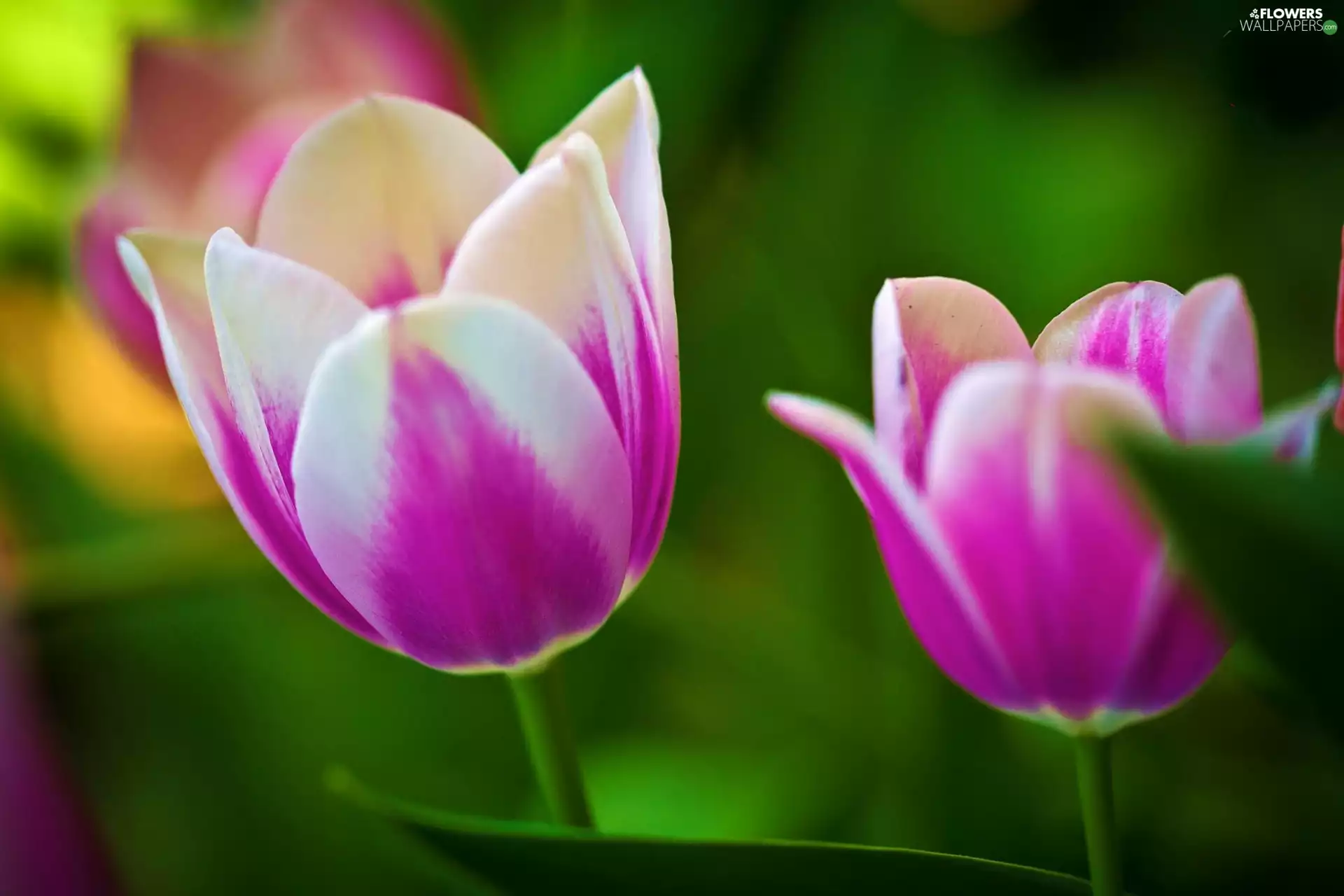 Pink, Tulips