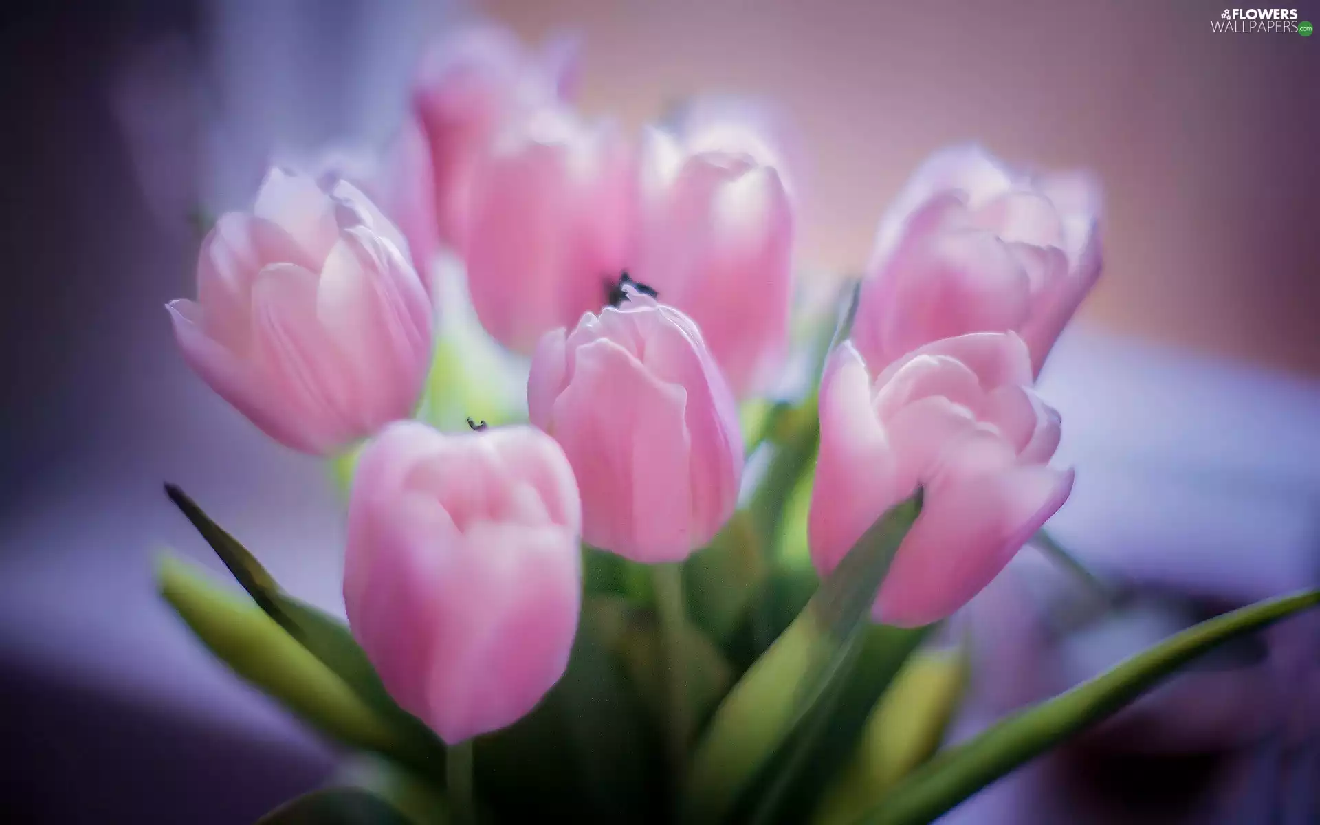 Pink, Tulips
