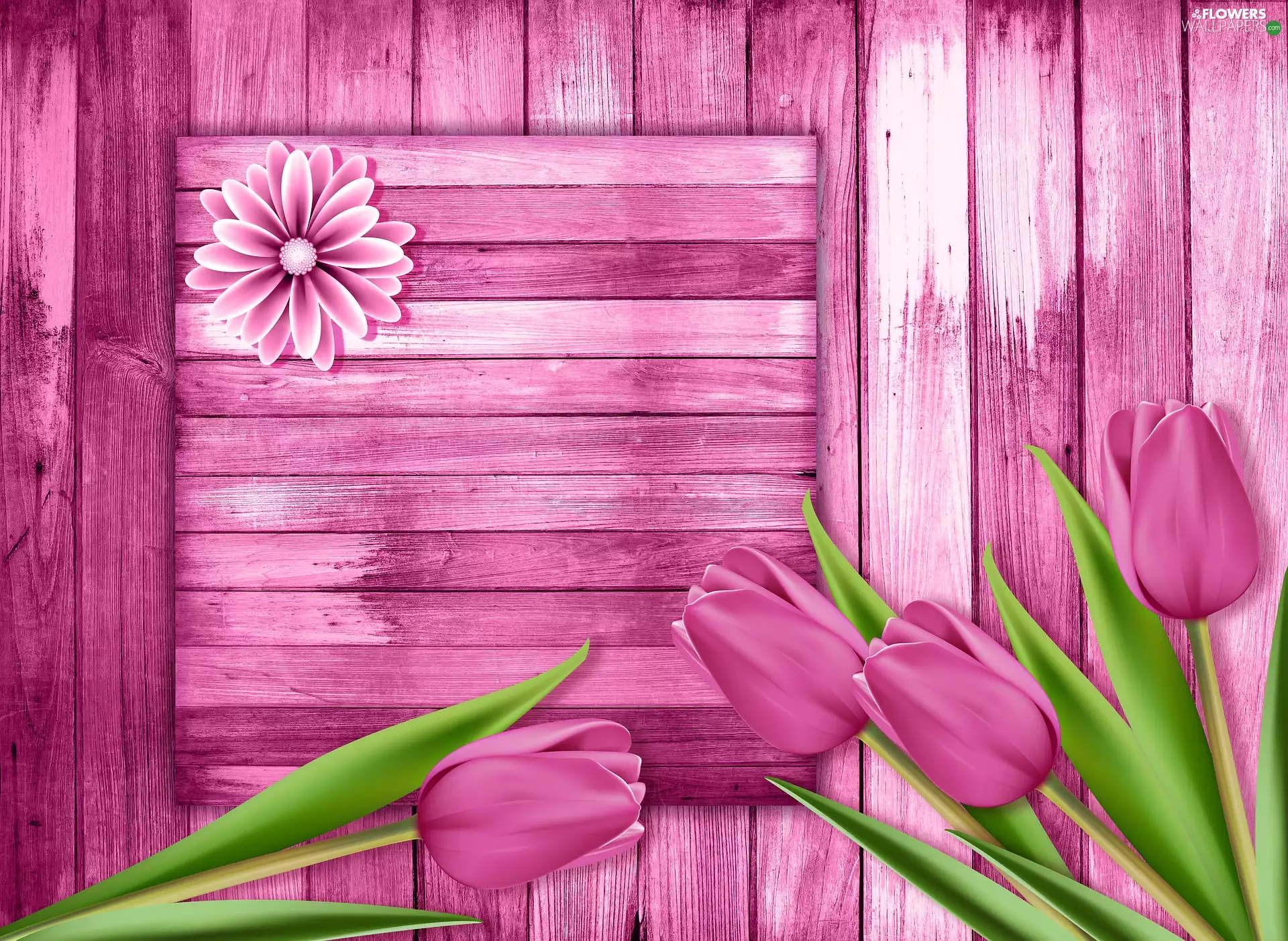 Tulips, boarding, 2D, Pink