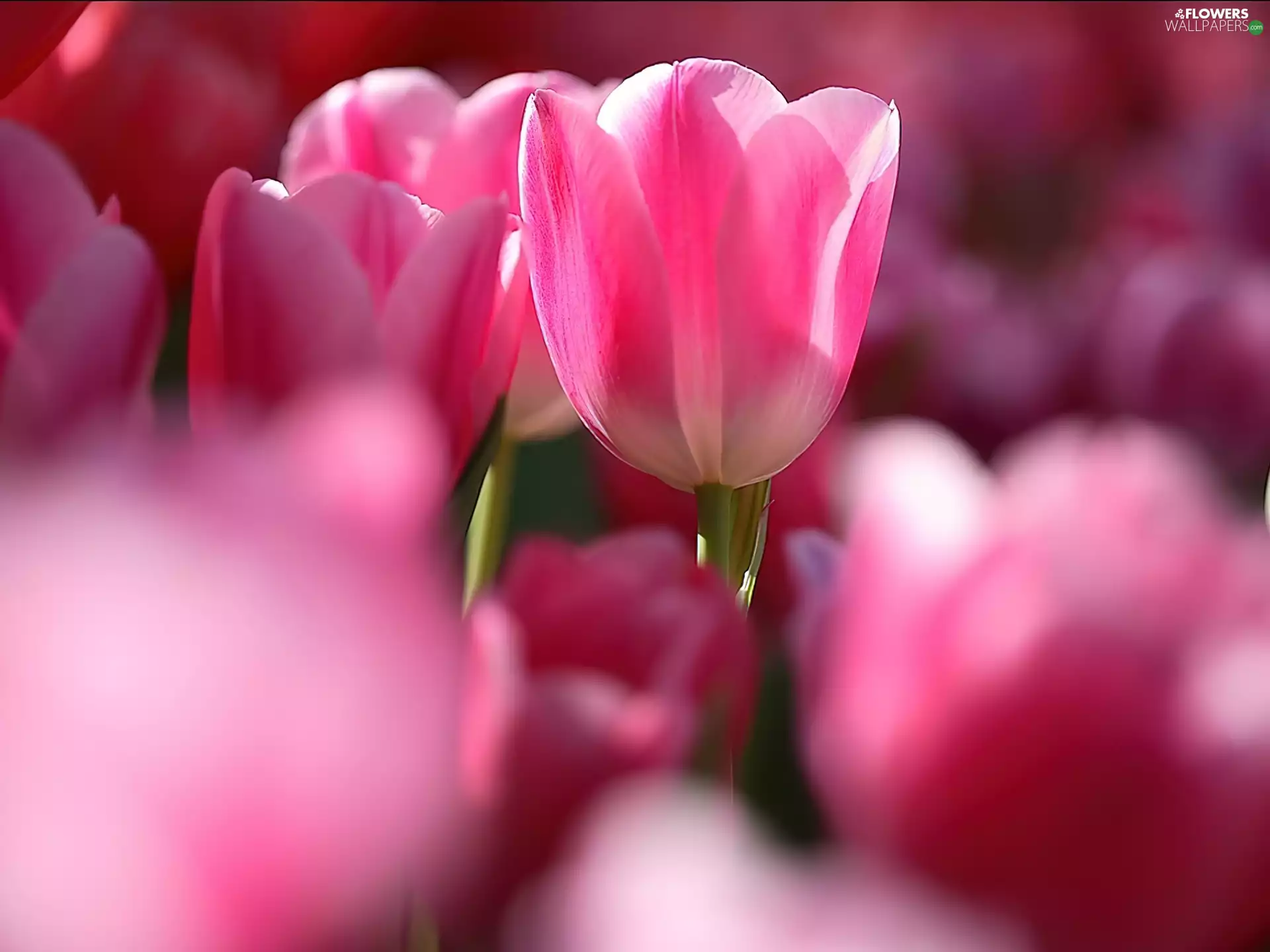 Pink, Tulips