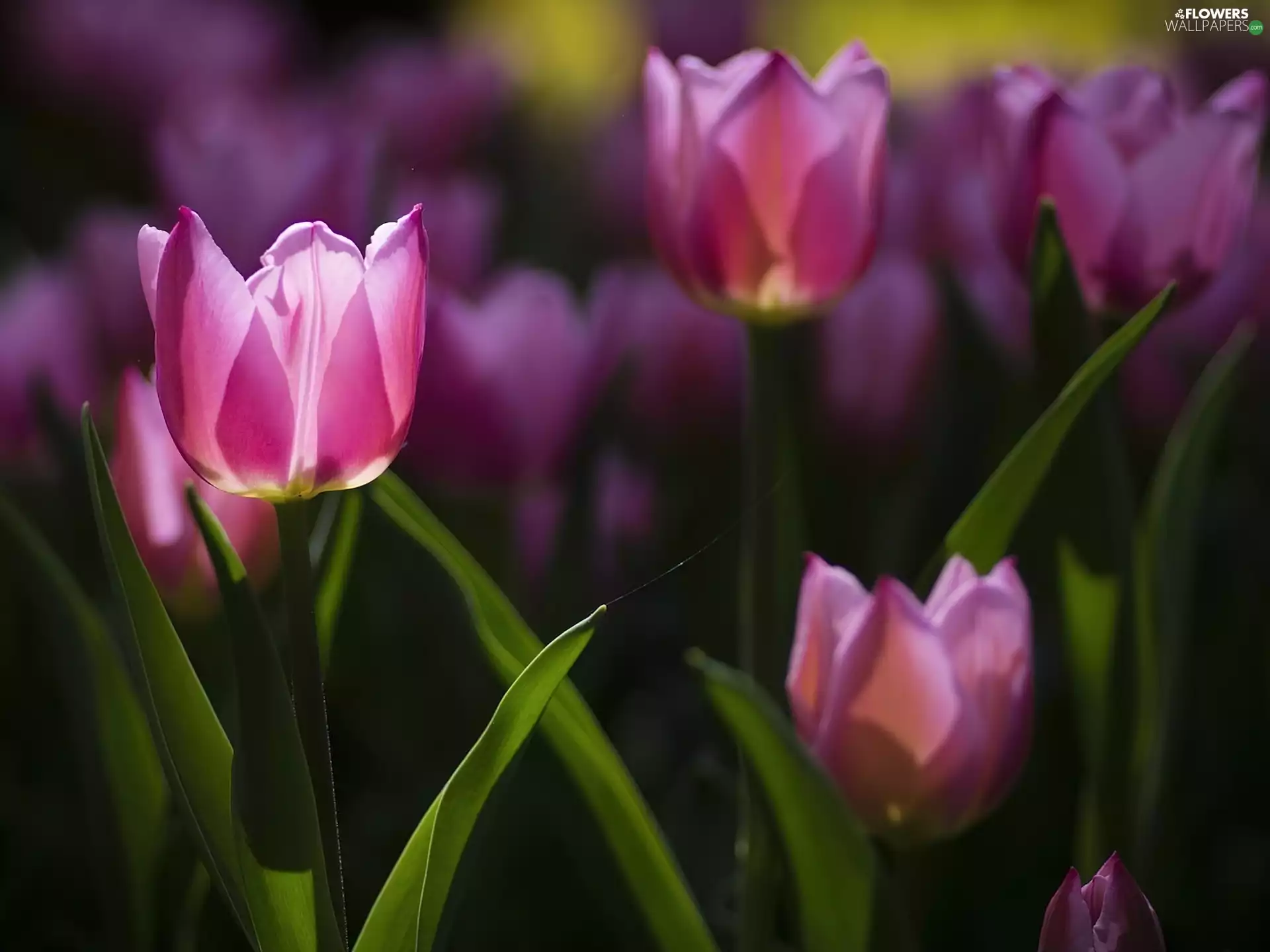 Pink, Tulips