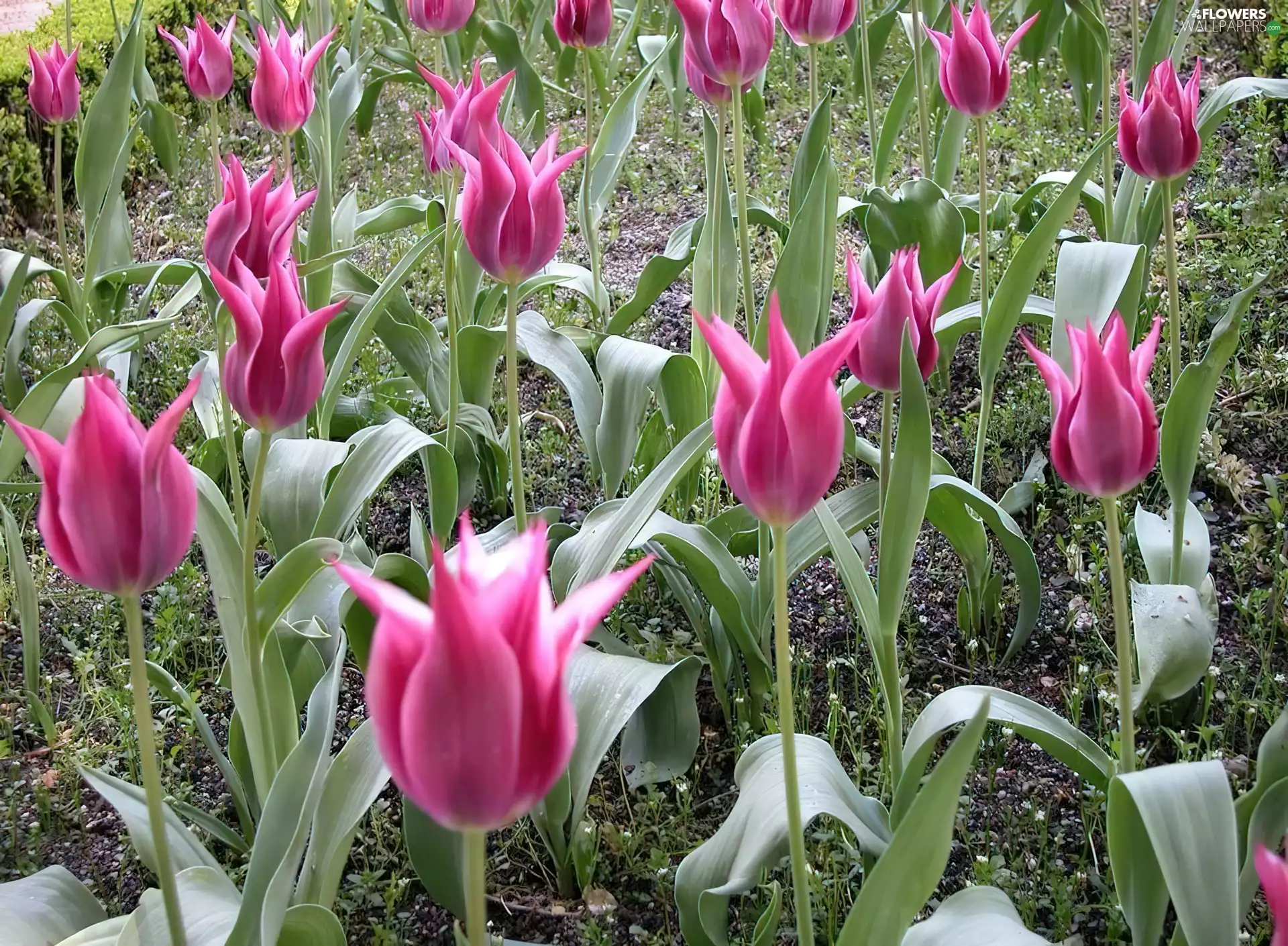 Pink, Tulips