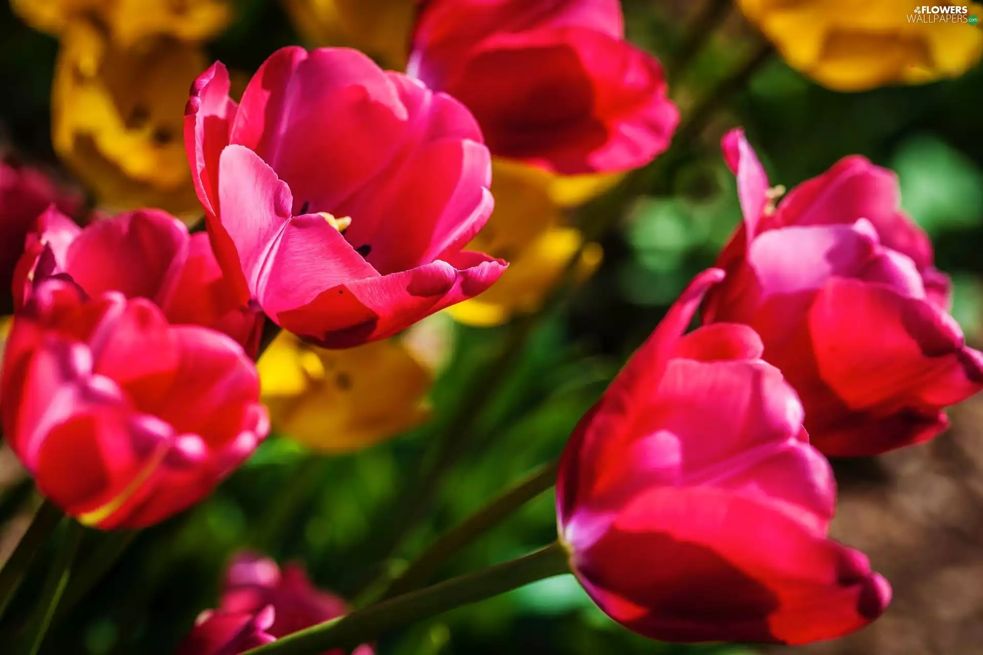 Pink, Tulips