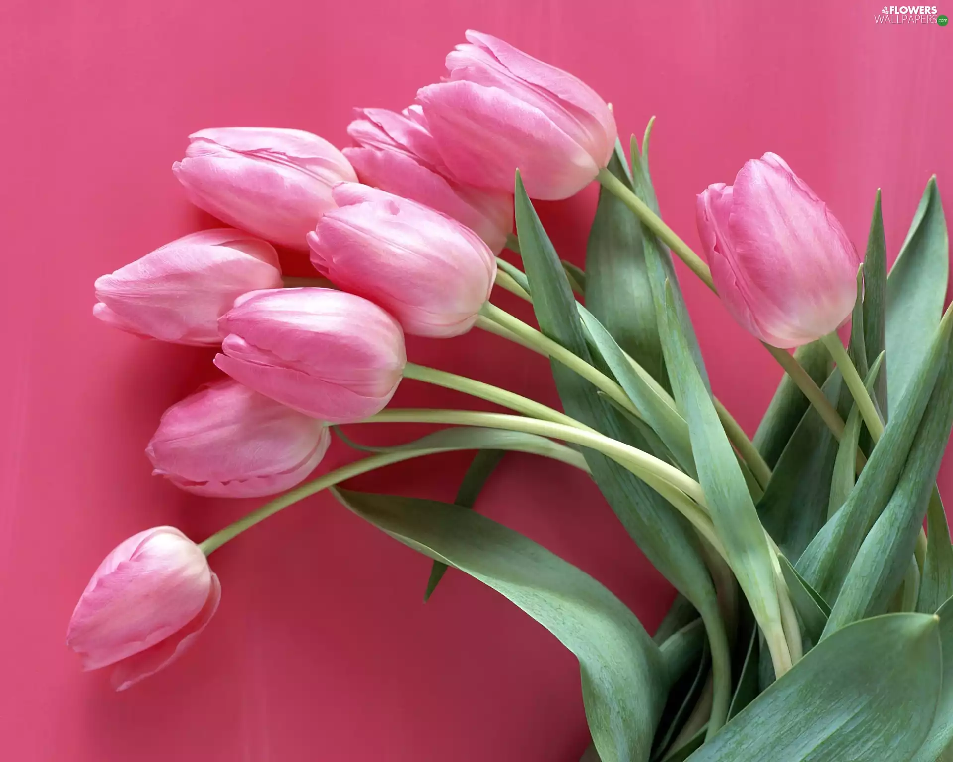 Pink, Tulips