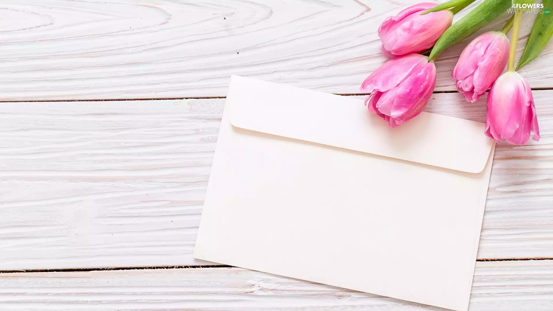 Tulips, envelope, boarding, Pink
