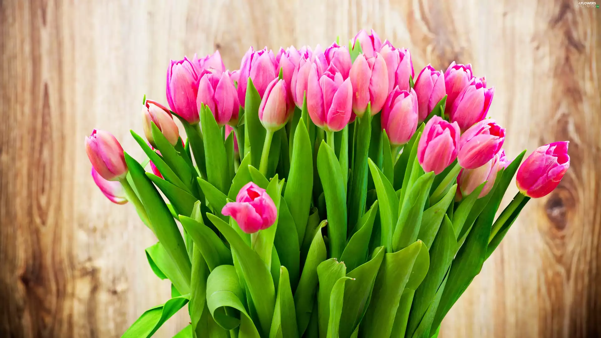 Pink, bouquet, Tulips