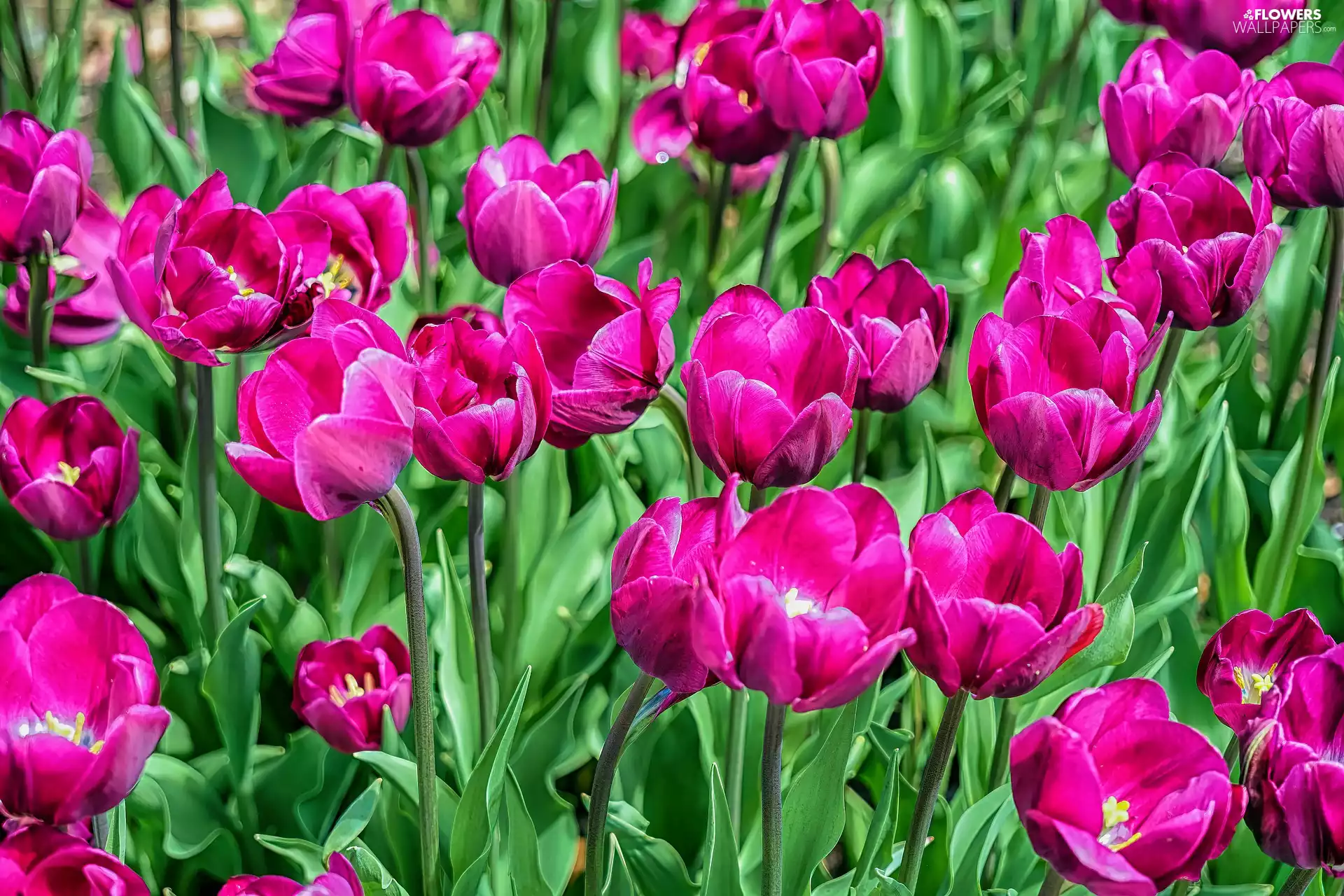 Tulips, Flowers, dark pink