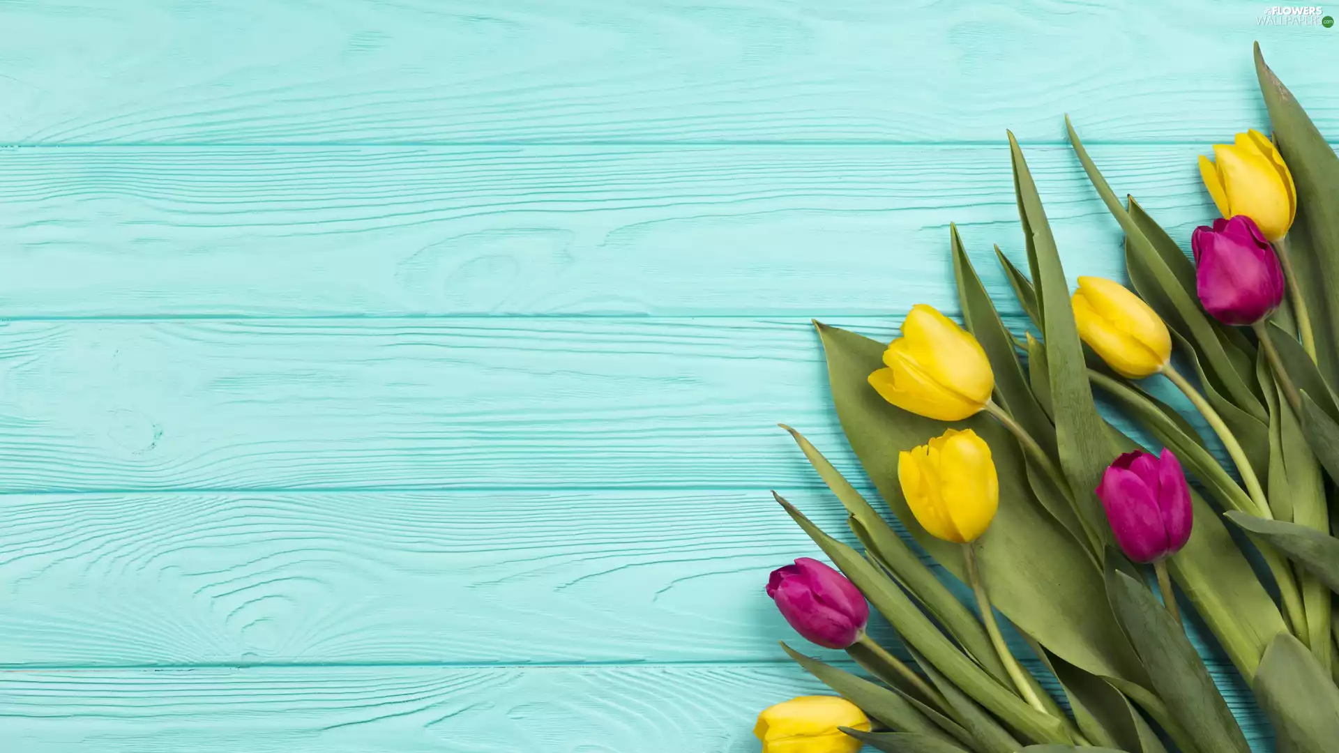 Tulips, Yellow, dark pink