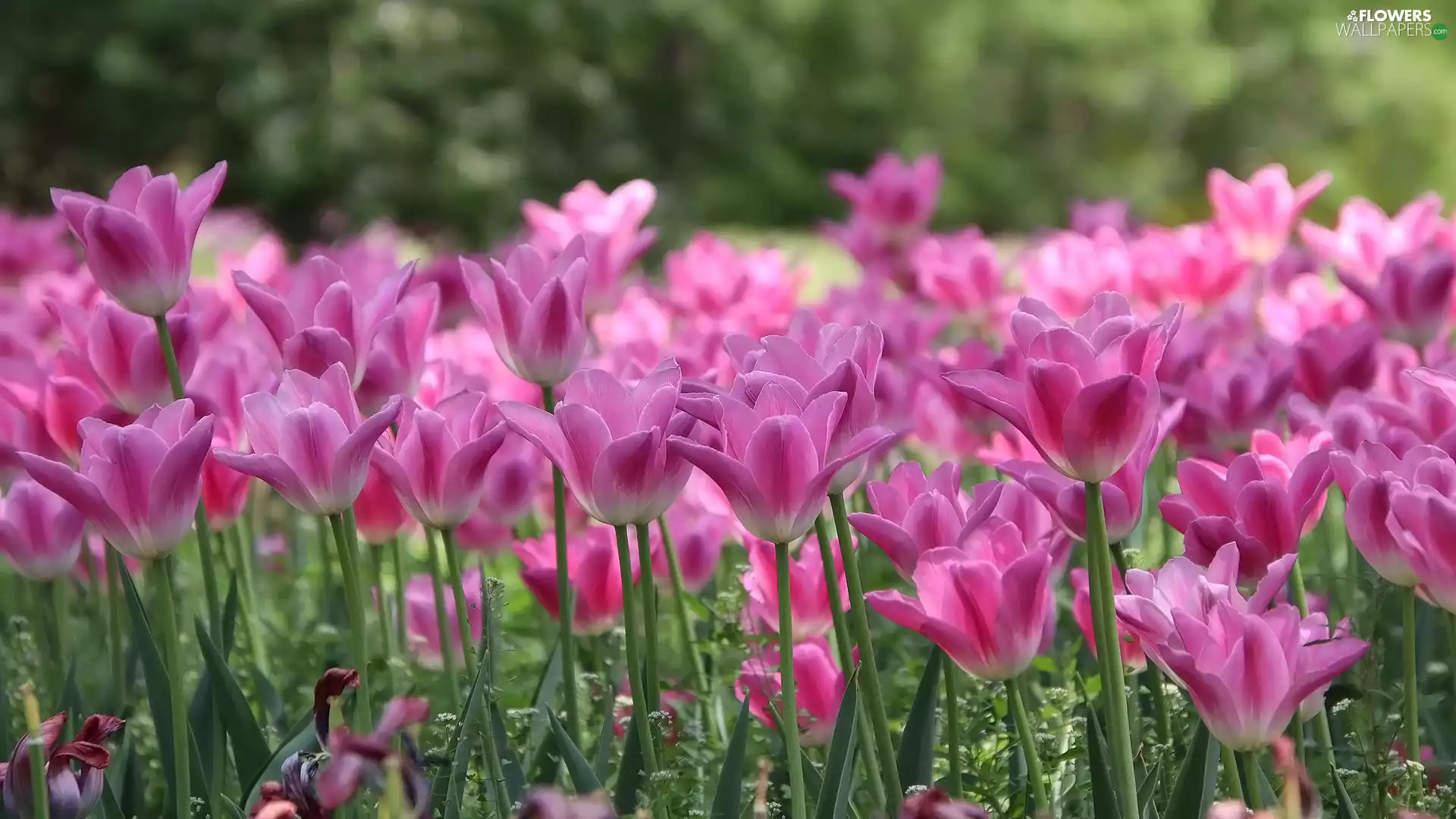Pink, Flowers, Tulips