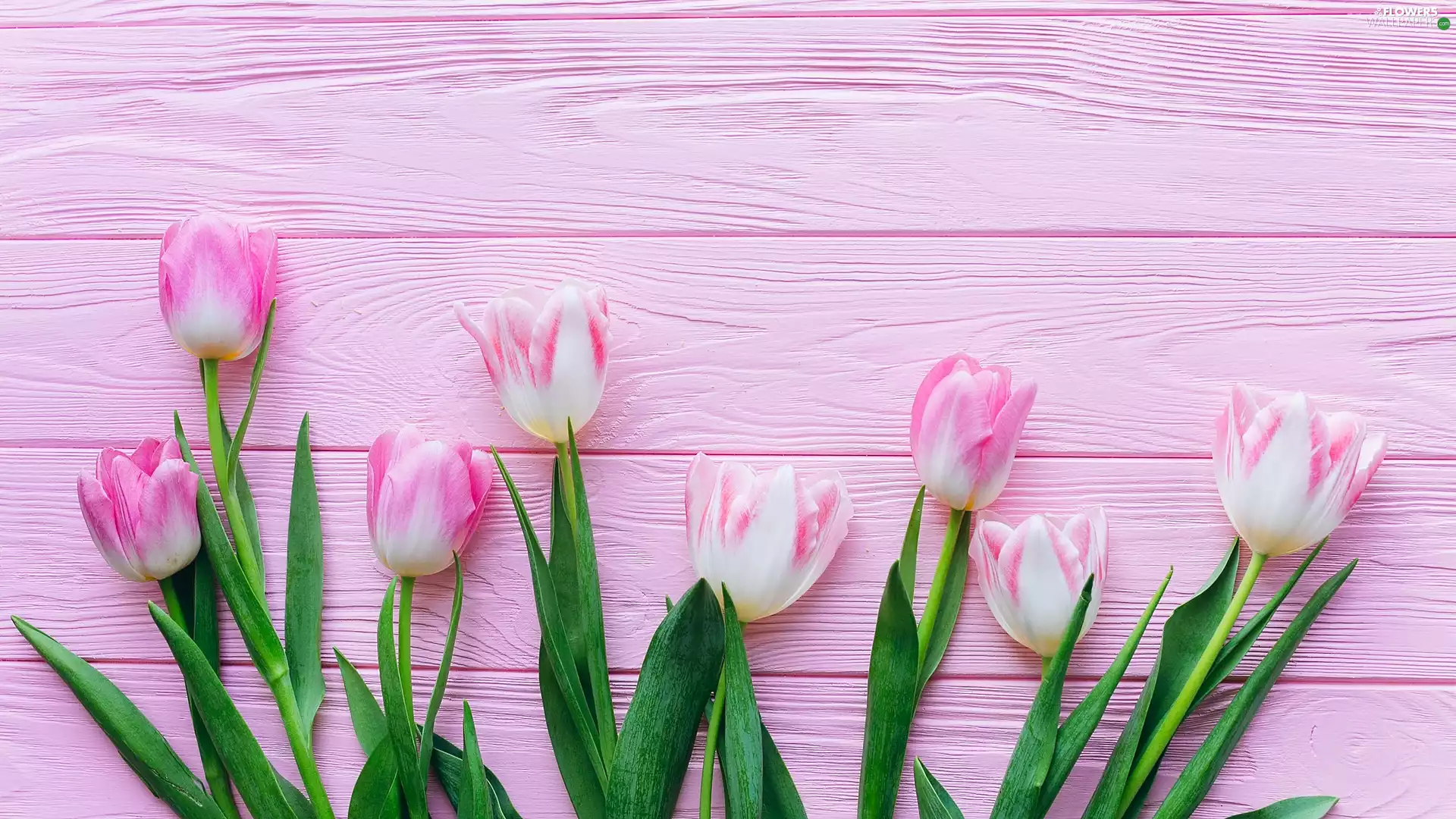 white and pink, Pink, boarding, Tulips