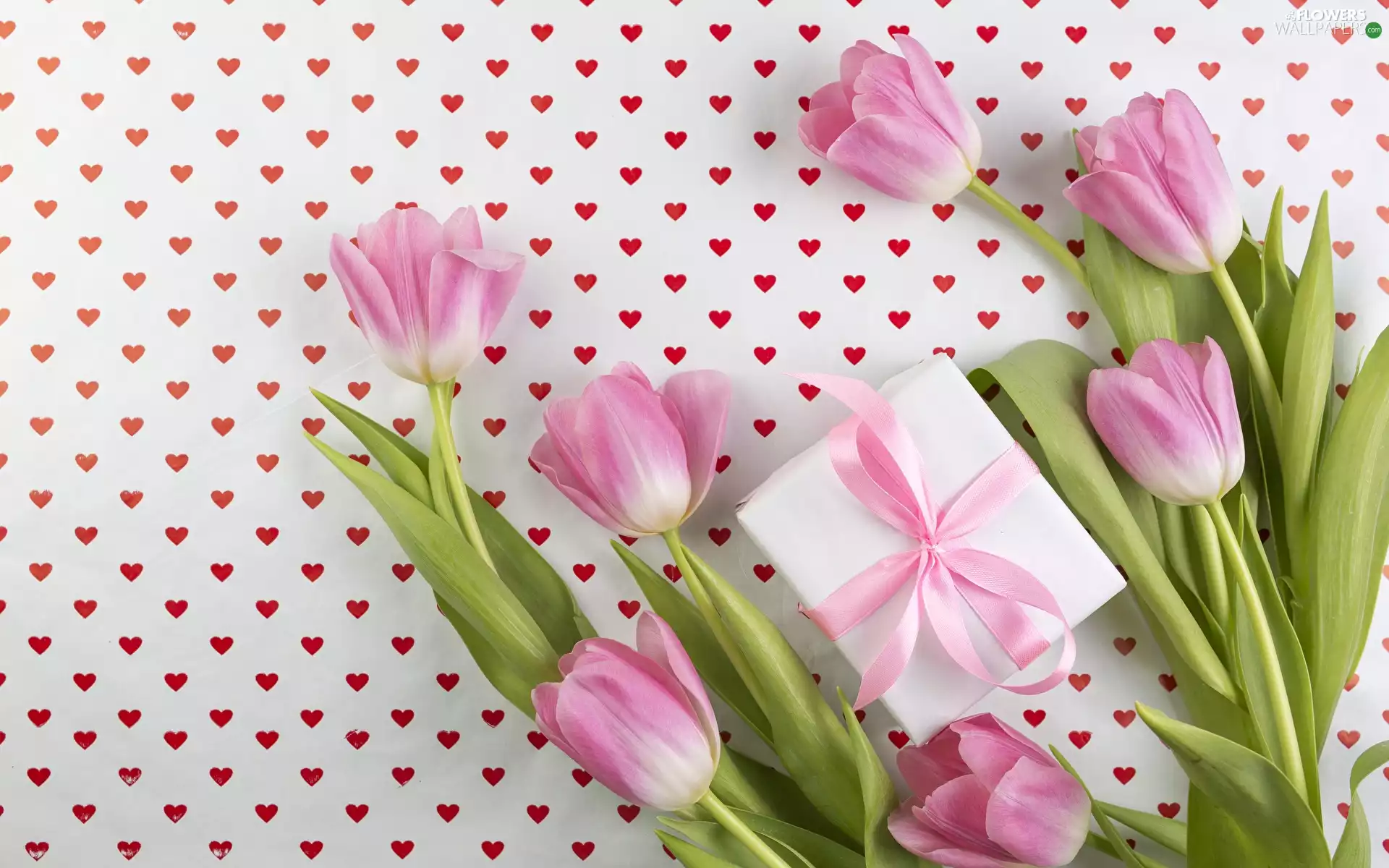 Tulips, Flowers, Present, Pink