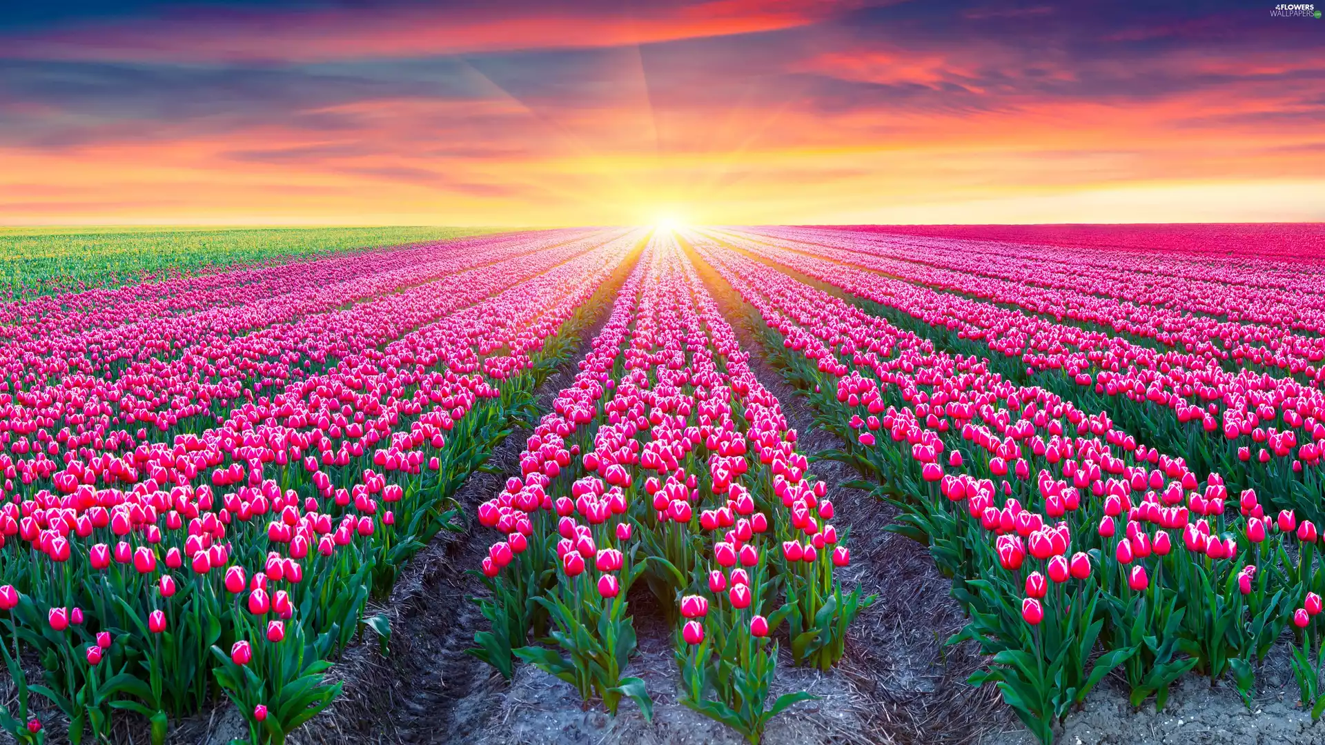 Tulips, Field, Sunrise, Pink