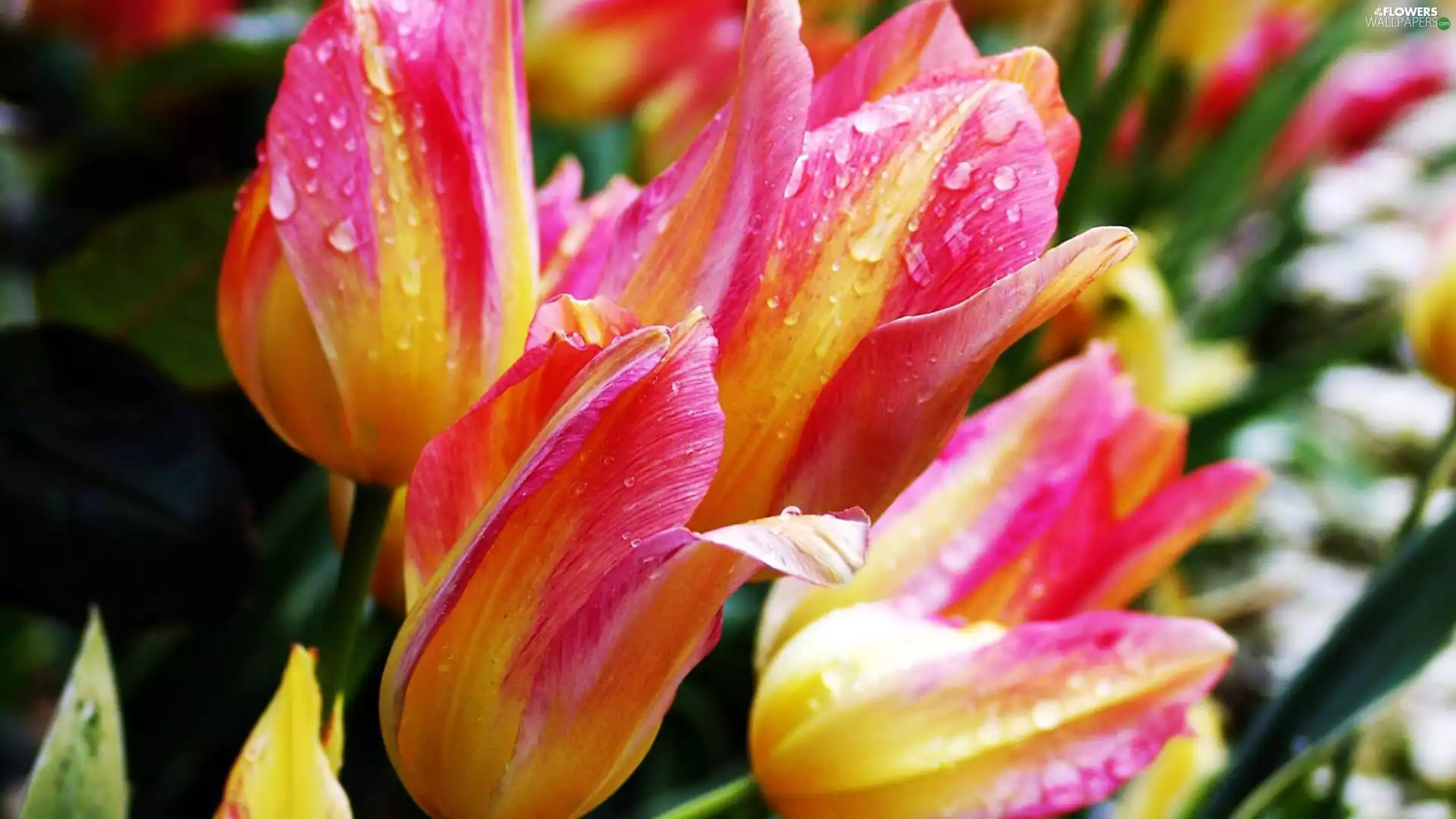 Pink-Yellow, Tulips
