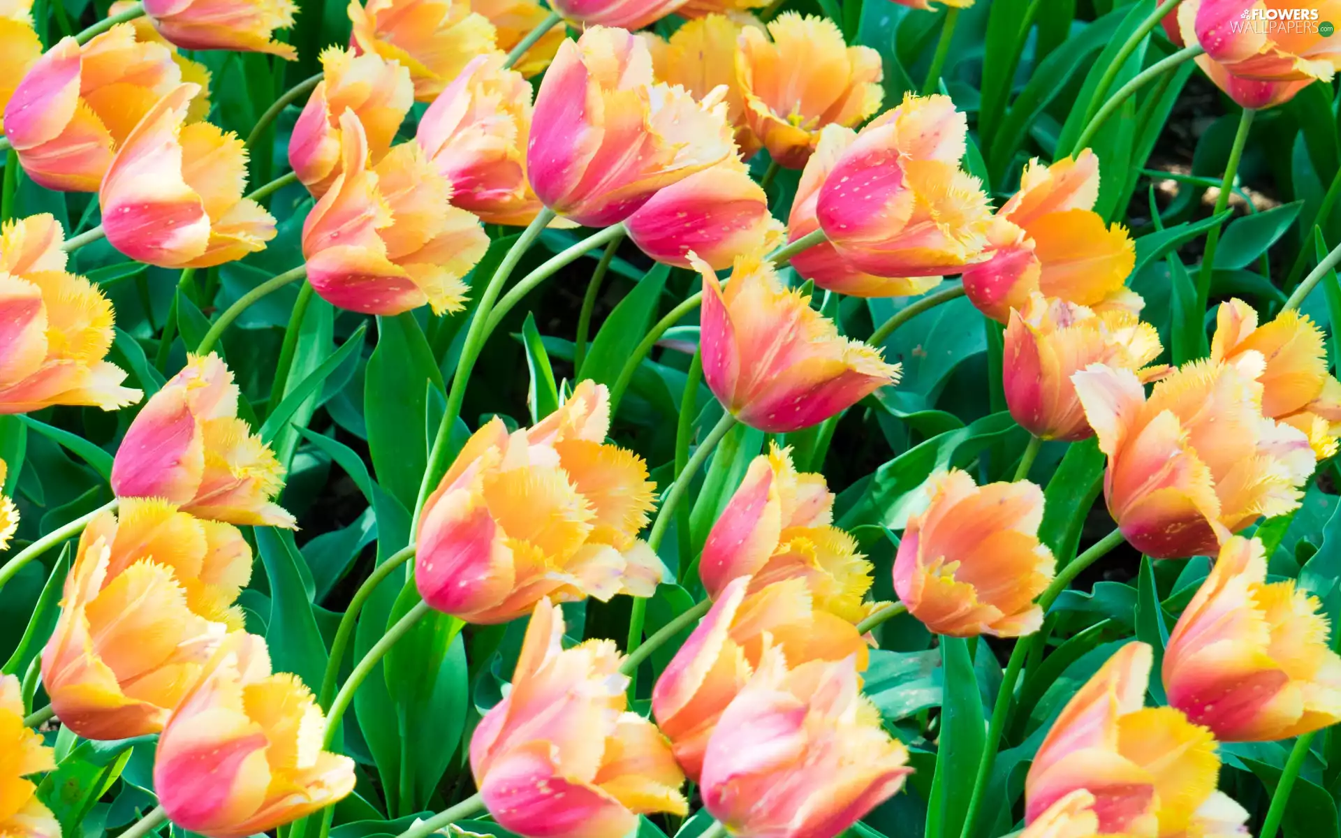 Tulips, bloom, Yellow-Pink