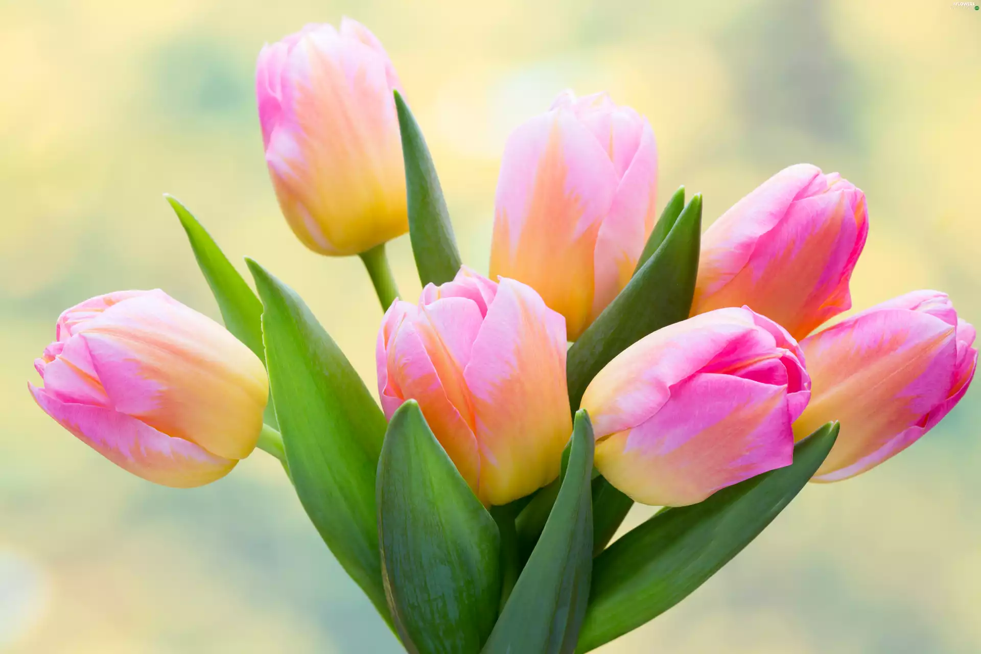 Pink-Yellow, Tulips