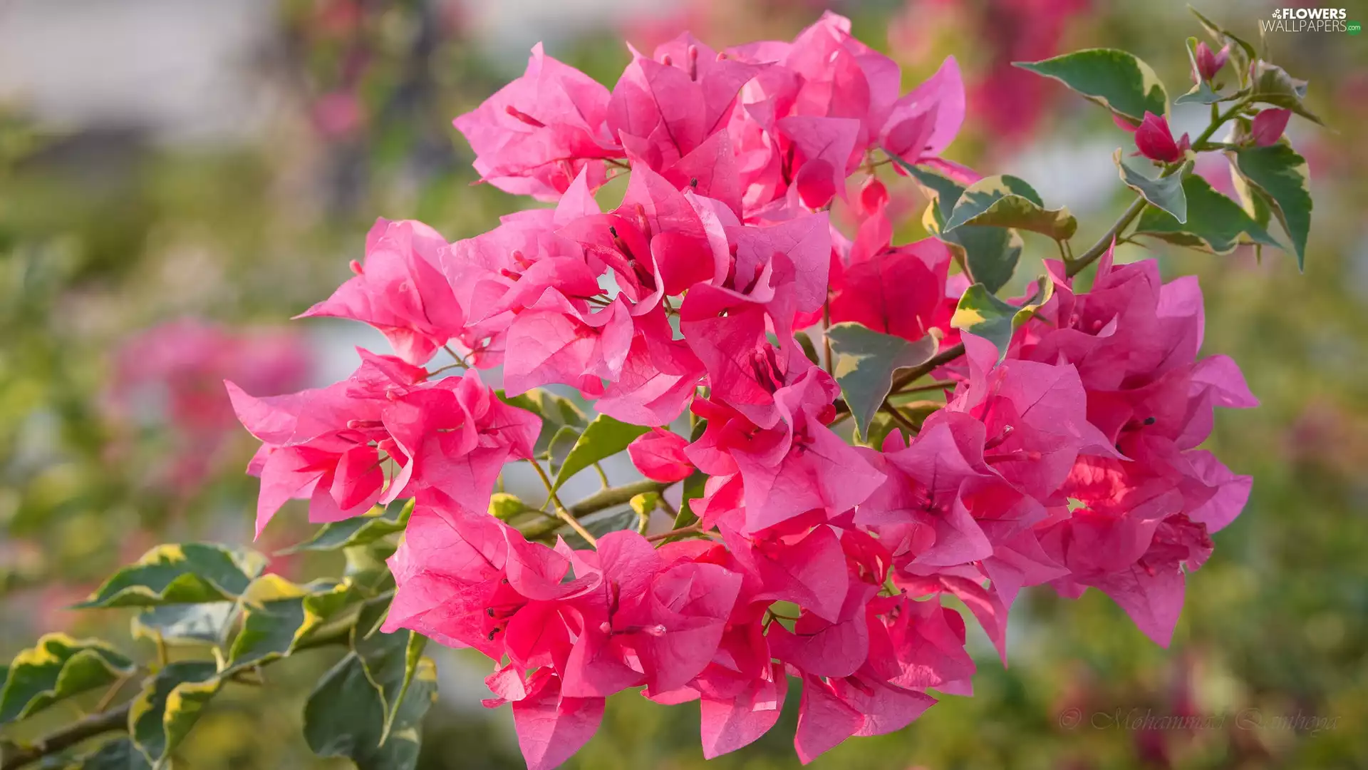 twig, Flowers, Bougainvillea, Pink