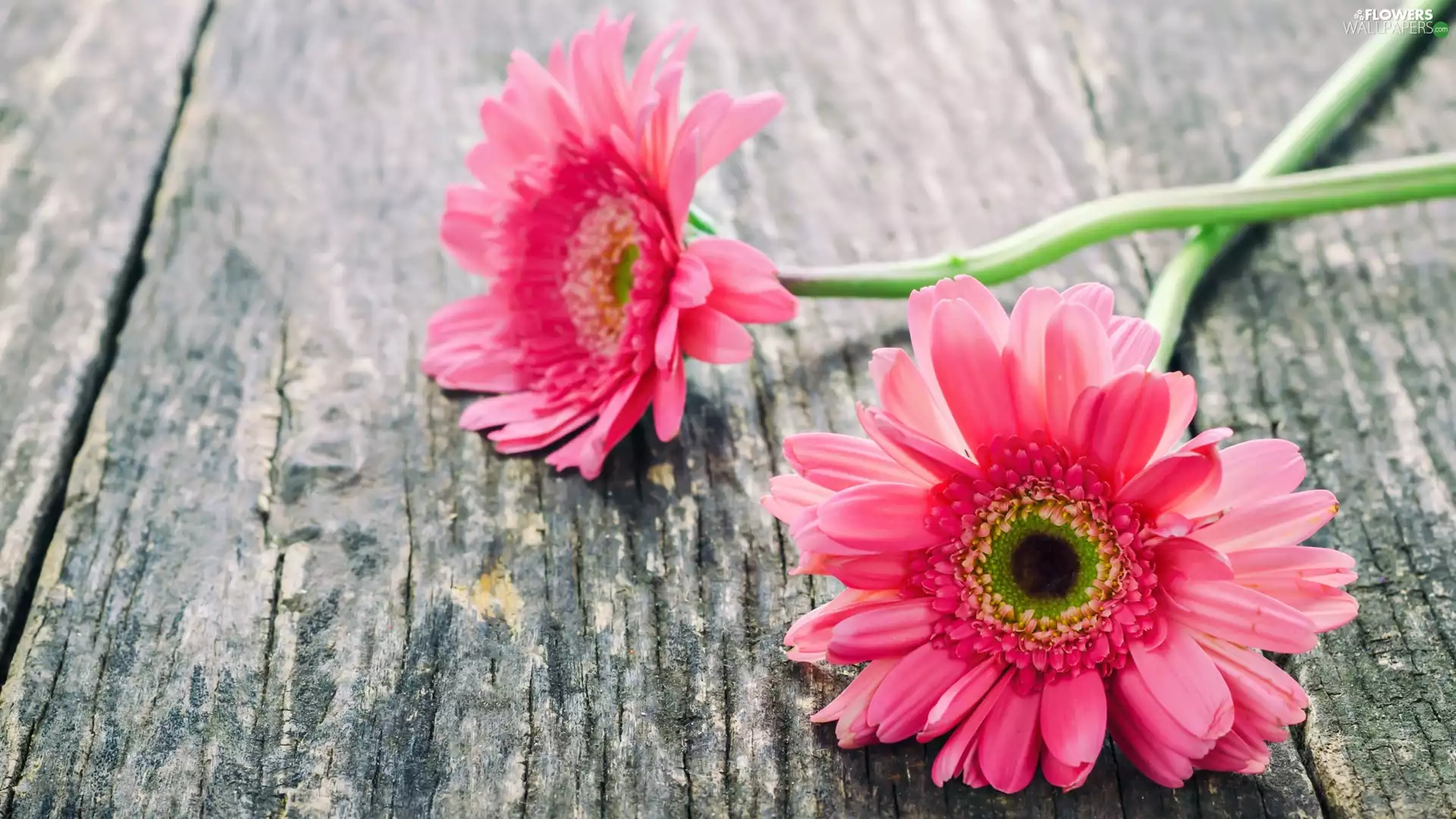 Two, gerberas, boarding, Pink