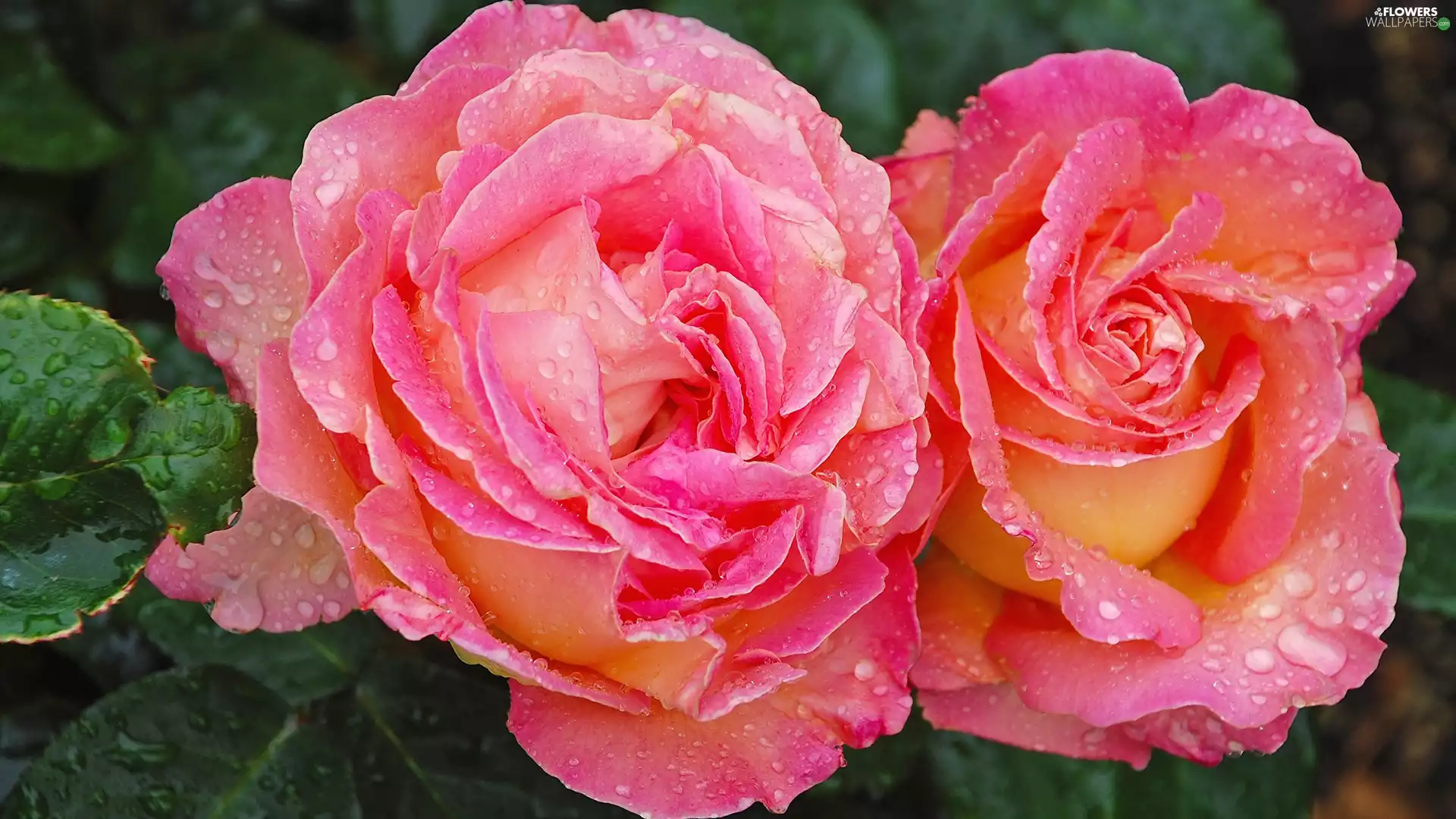 Two, roses, drops, Pink