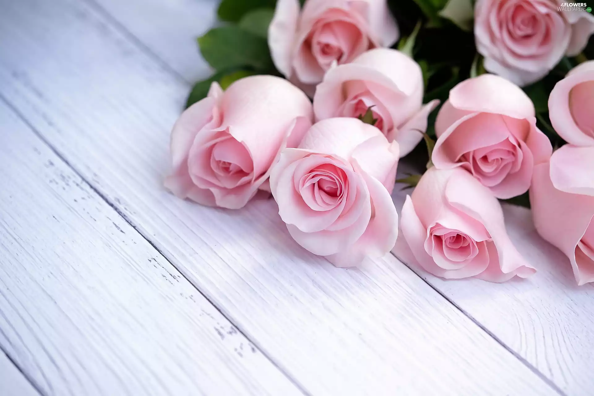 undeveloped, roses, boarding, Pink