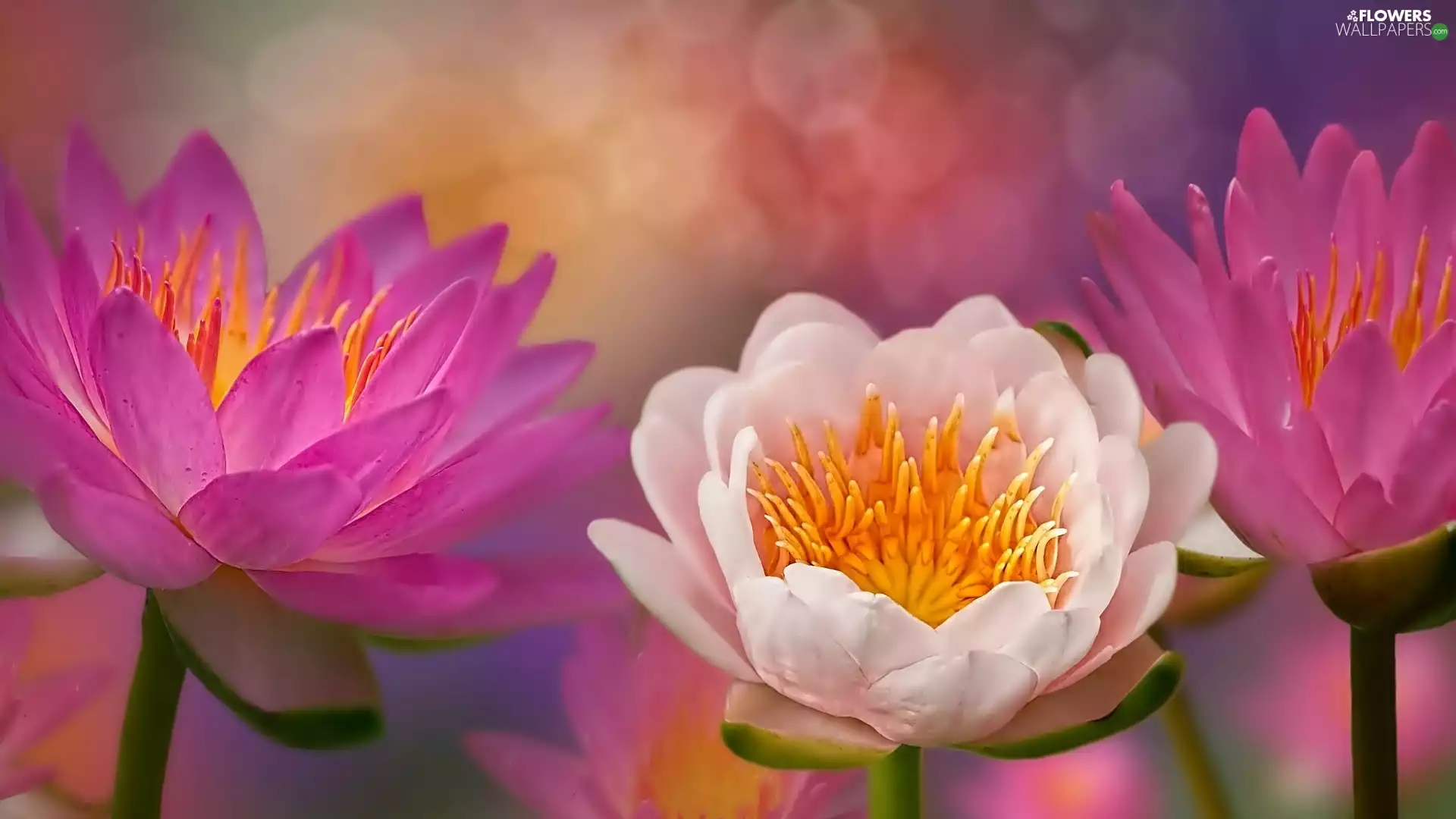 Flowers, Pink, water-lily, White