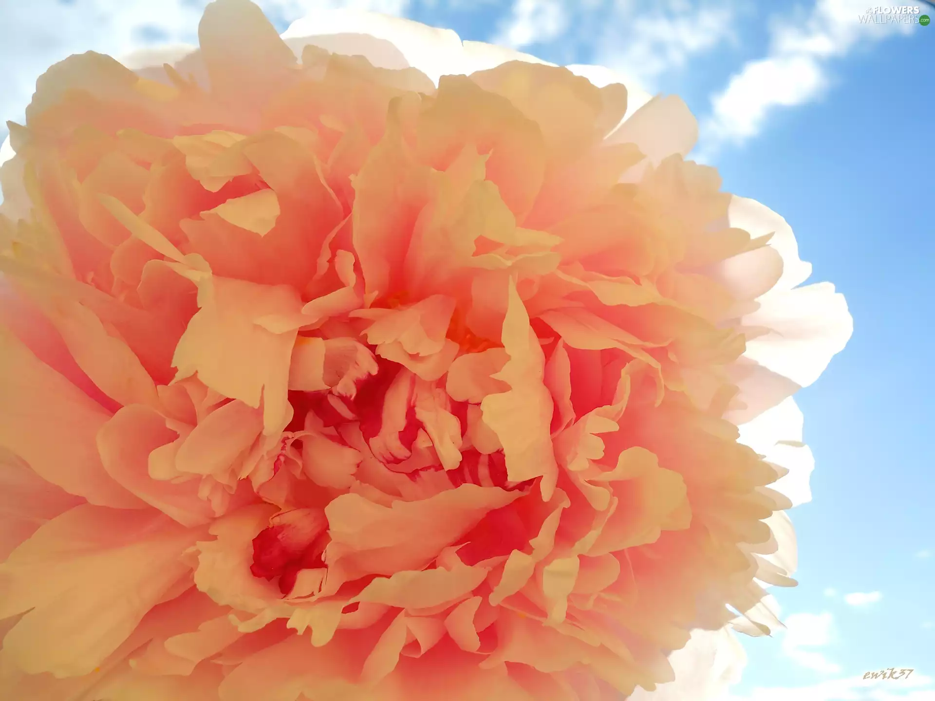 weakly, peony, Sky, Pink