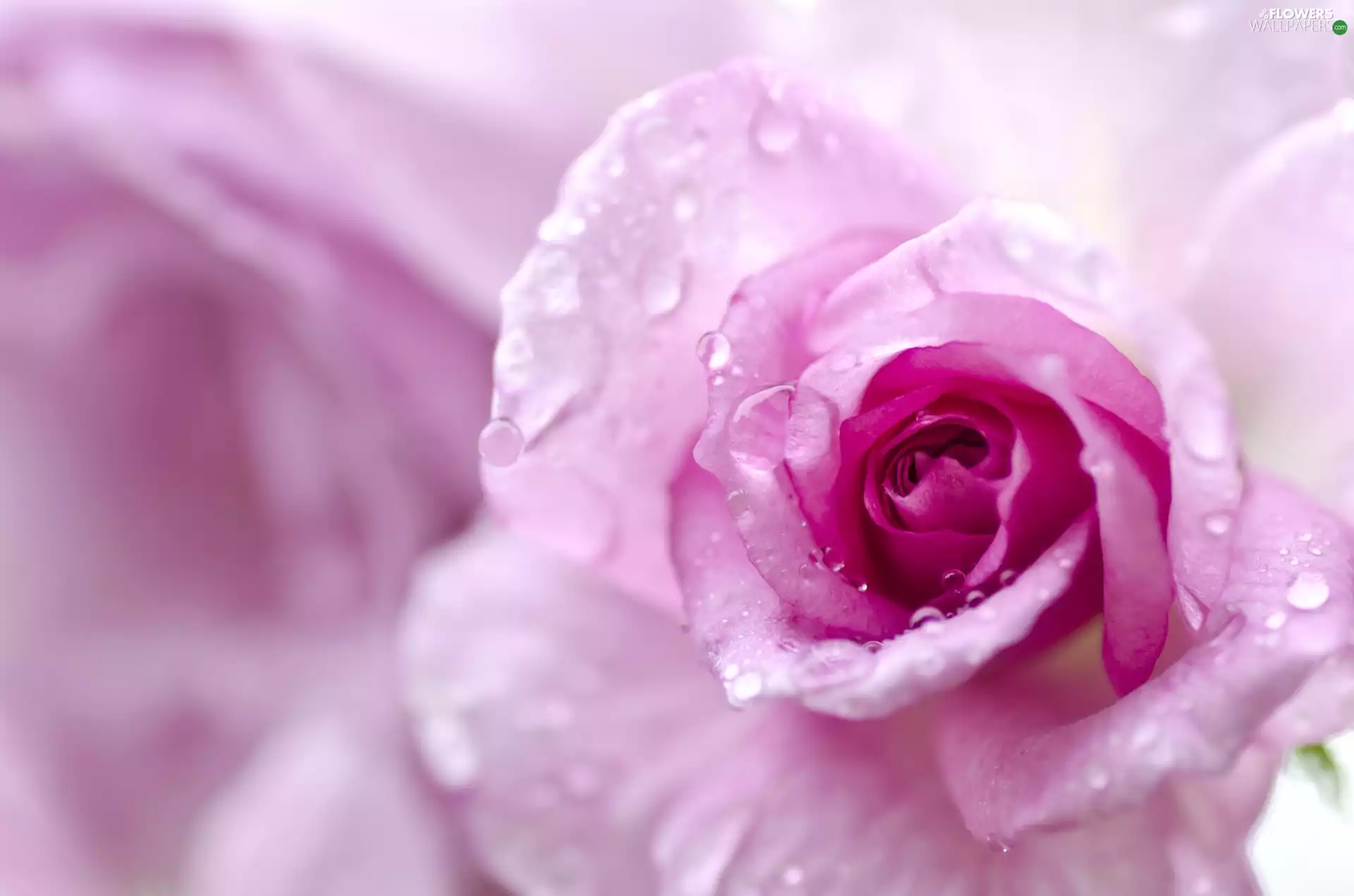 WET, rose, drops, Pink