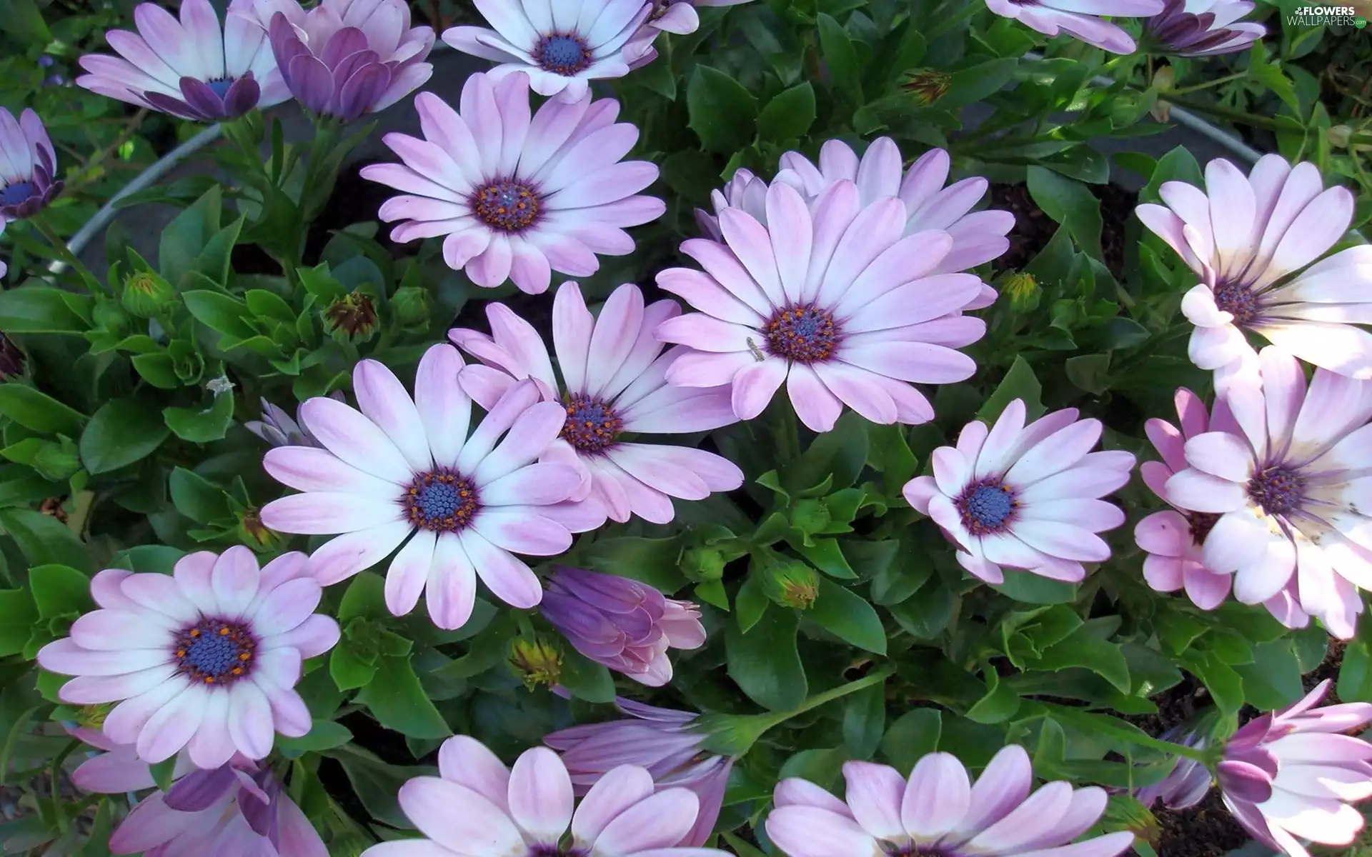 white, Flowers, Arktotis, Pink