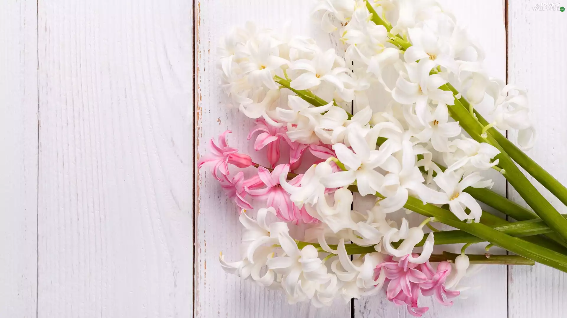 White, Hyacinths, boarding, Pink