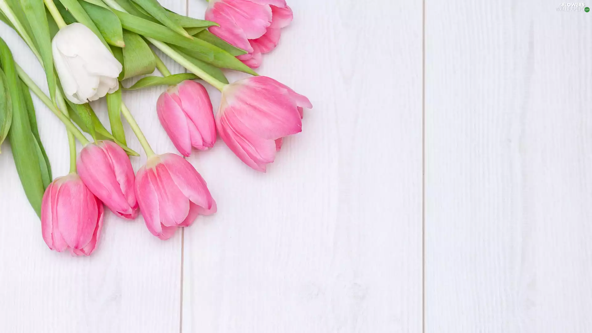 White, Tulips, boarding, Pink