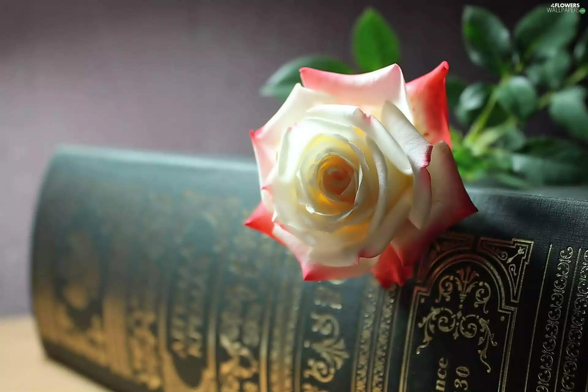 white, rose, Book, Pink
