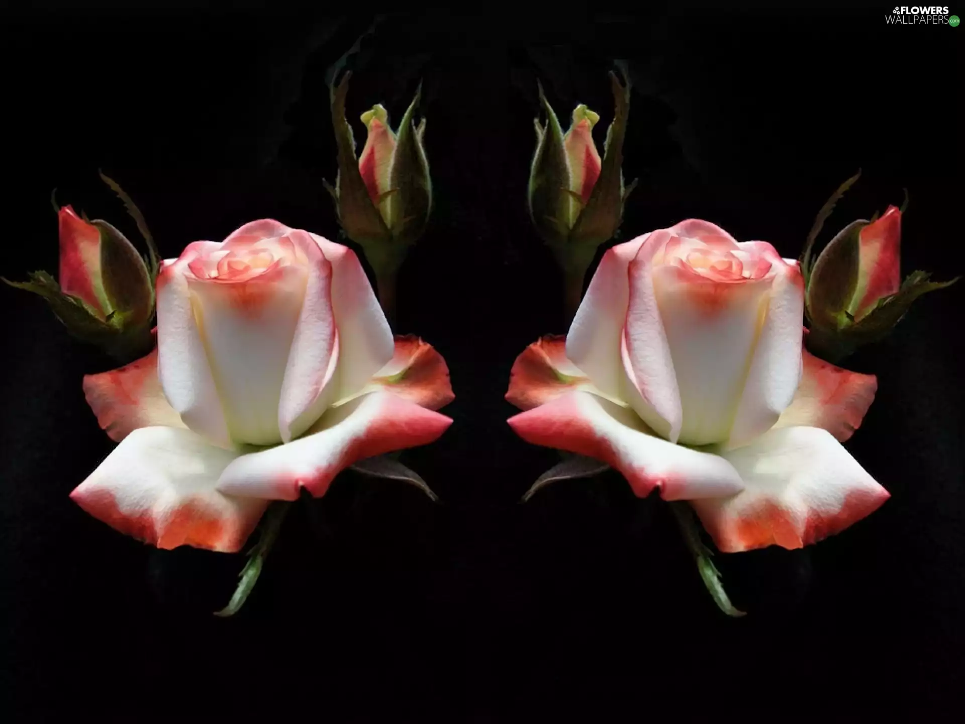 white, roses, Buds, Pink