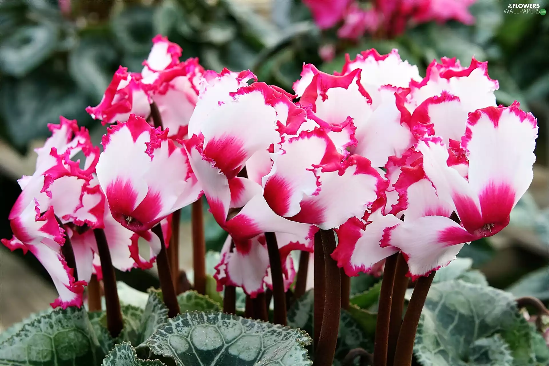 Pink, Cyclamen, white