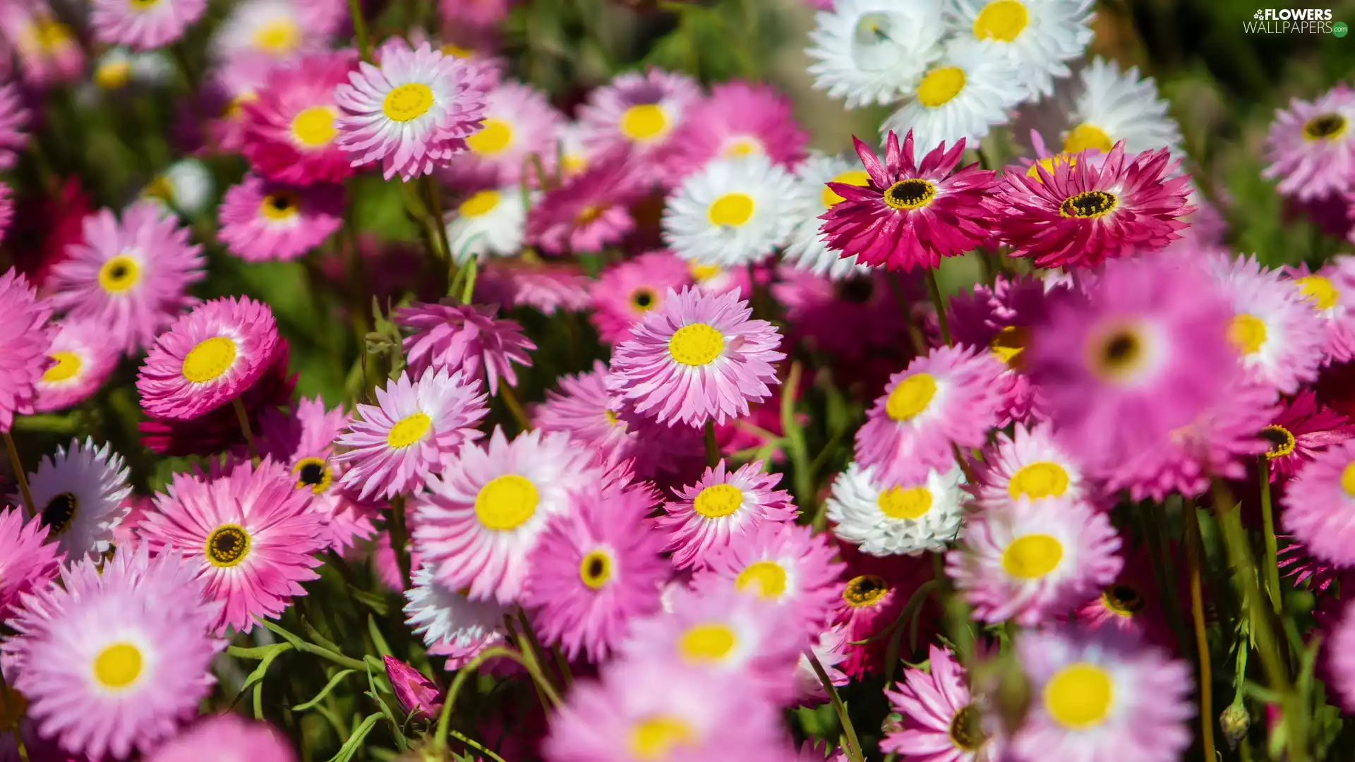 White, Flowers, daisies, Pink