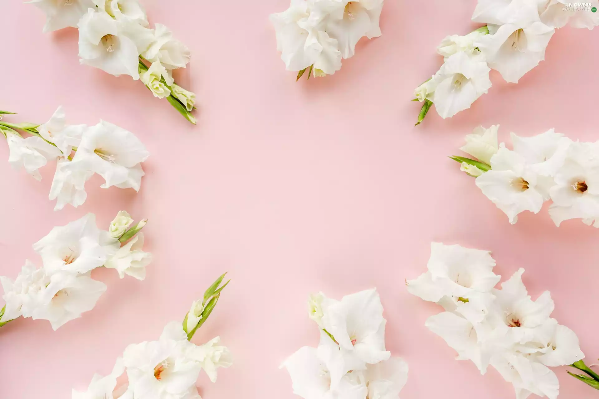 background, Pink, White, gladioli, Flowers