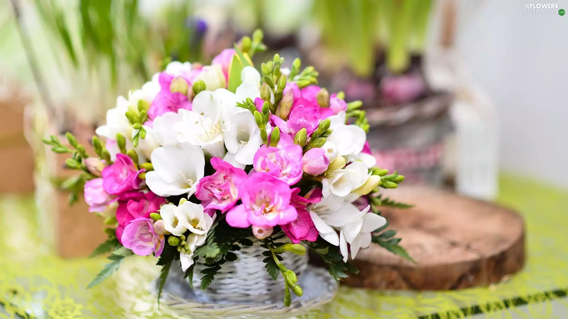White, Flowers, Freesias, Pink